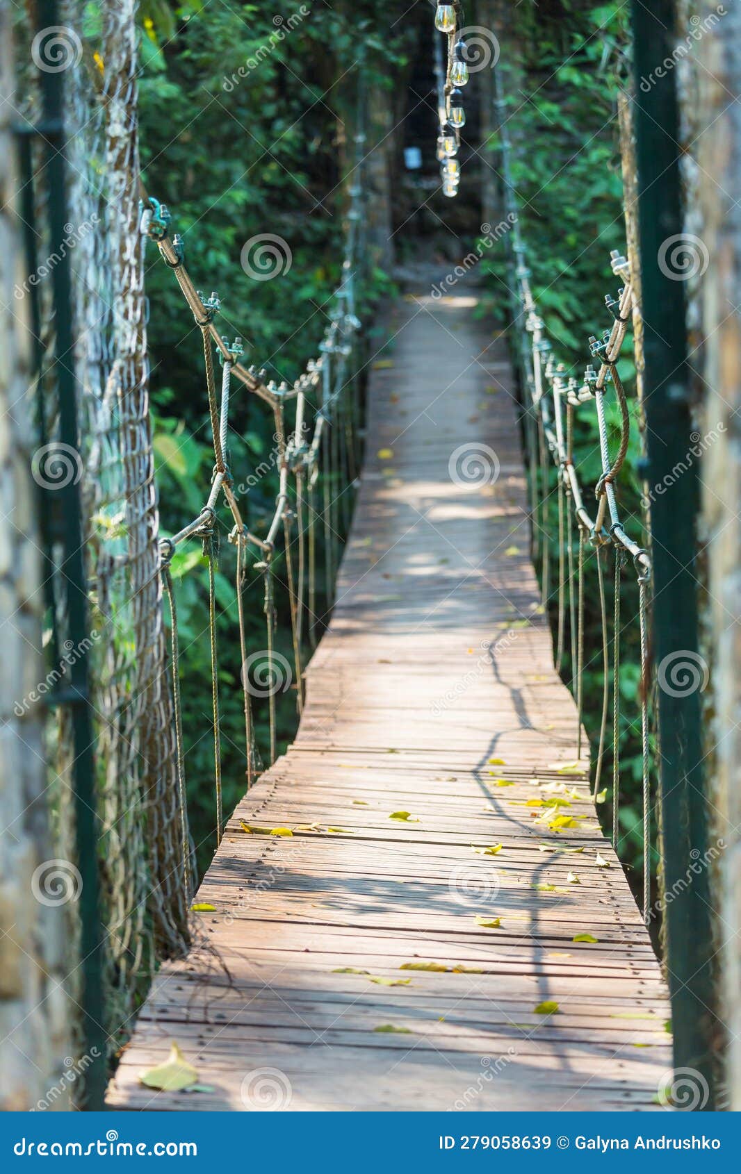 Bridge in jungle stock image. Image of rural, river 279058639