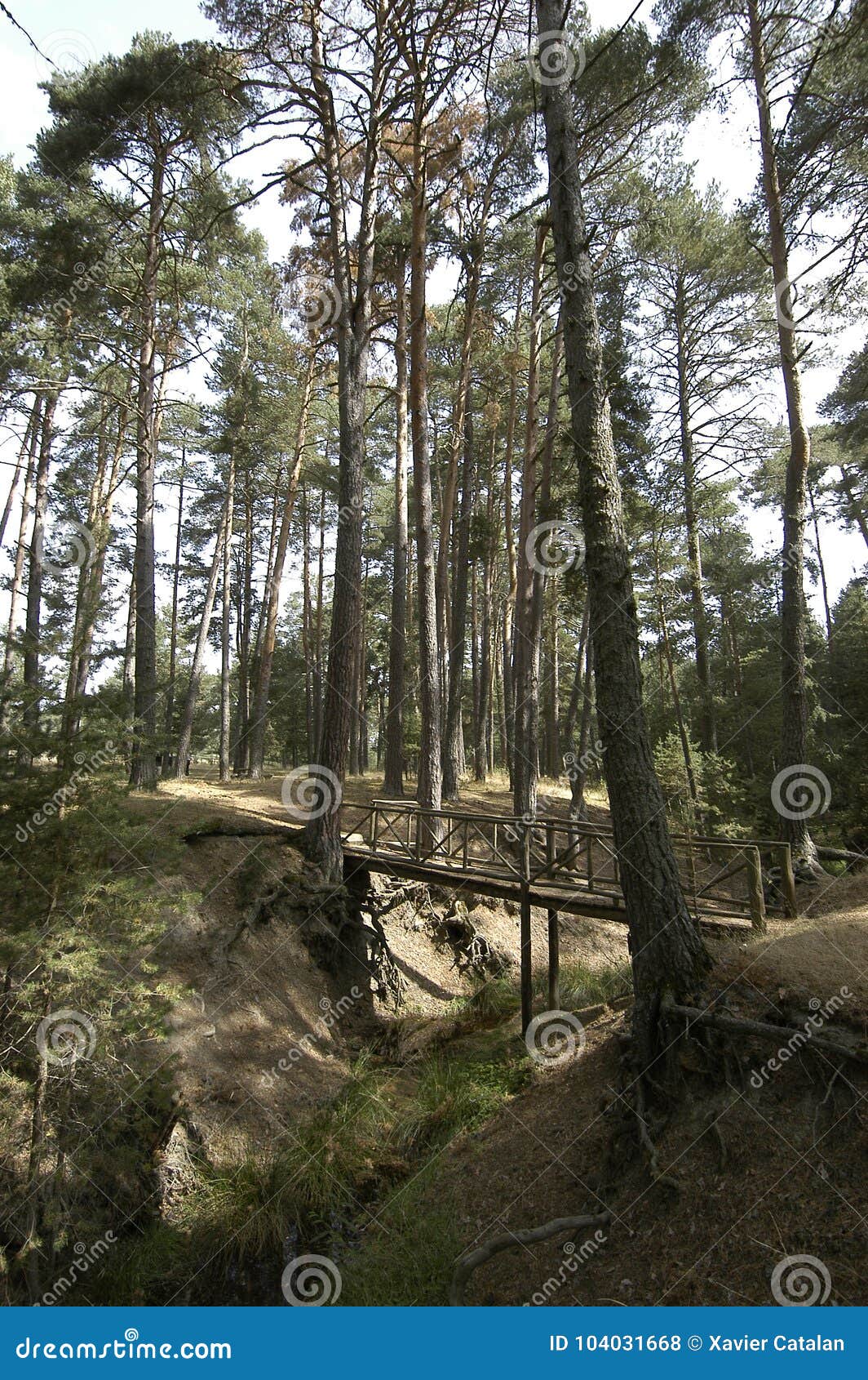 bridge in the forest