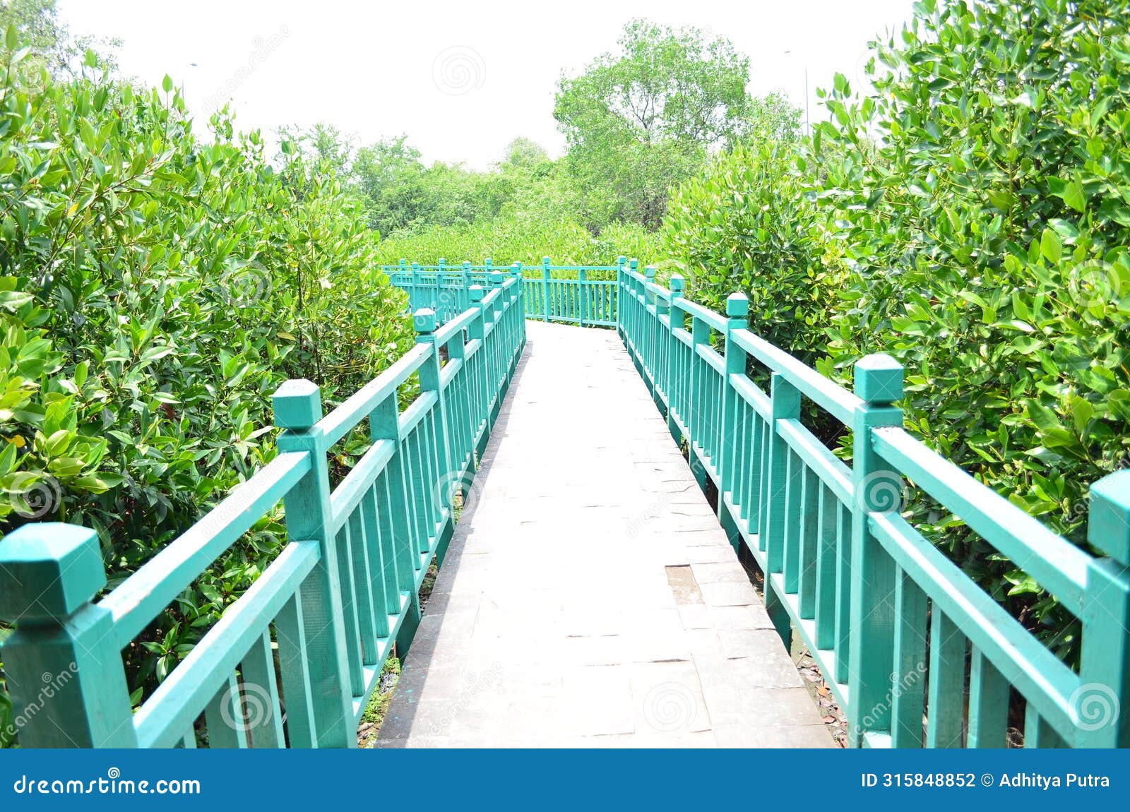 the bridge at mangrove forest in pantai indah kapuk jakarta