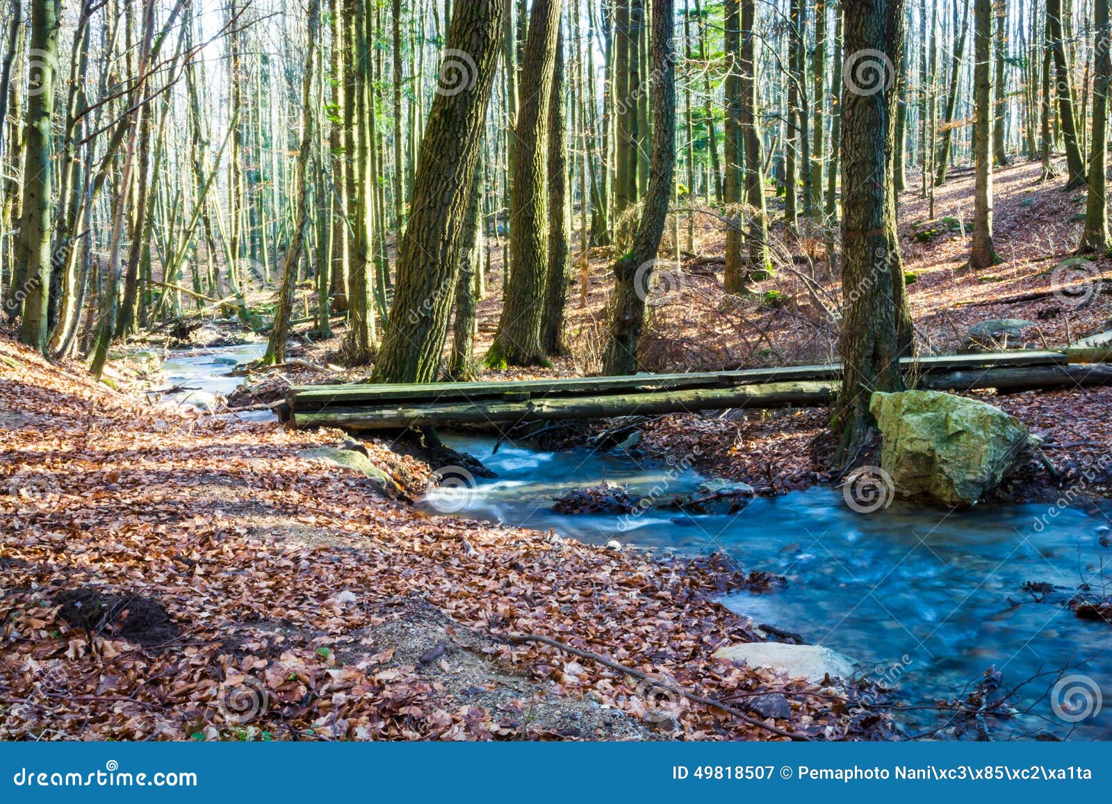 Bridge Over Forest Brook Trout Stock Image Image of leafage, trout