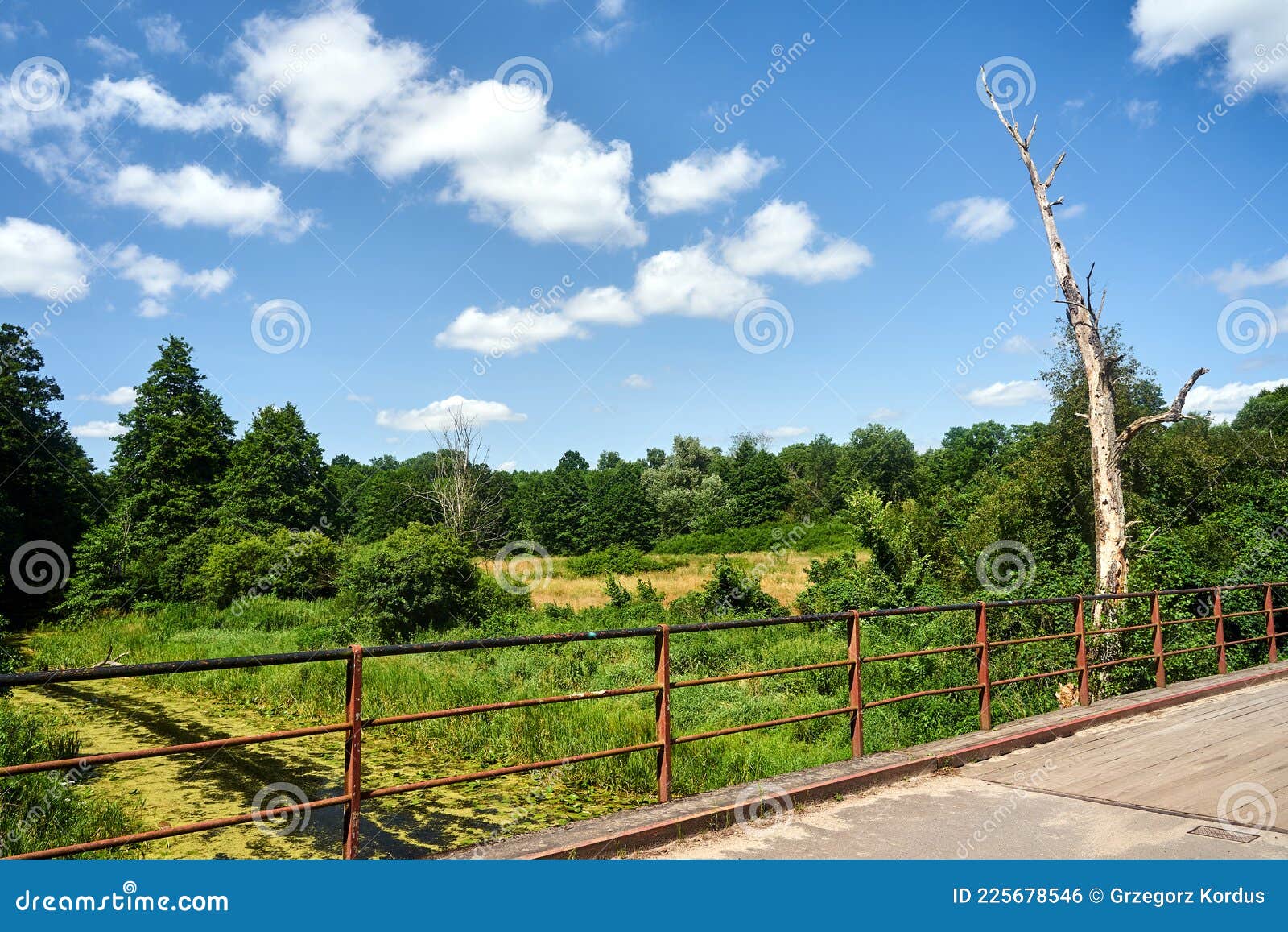 the bridge over the obra river and a dry tree