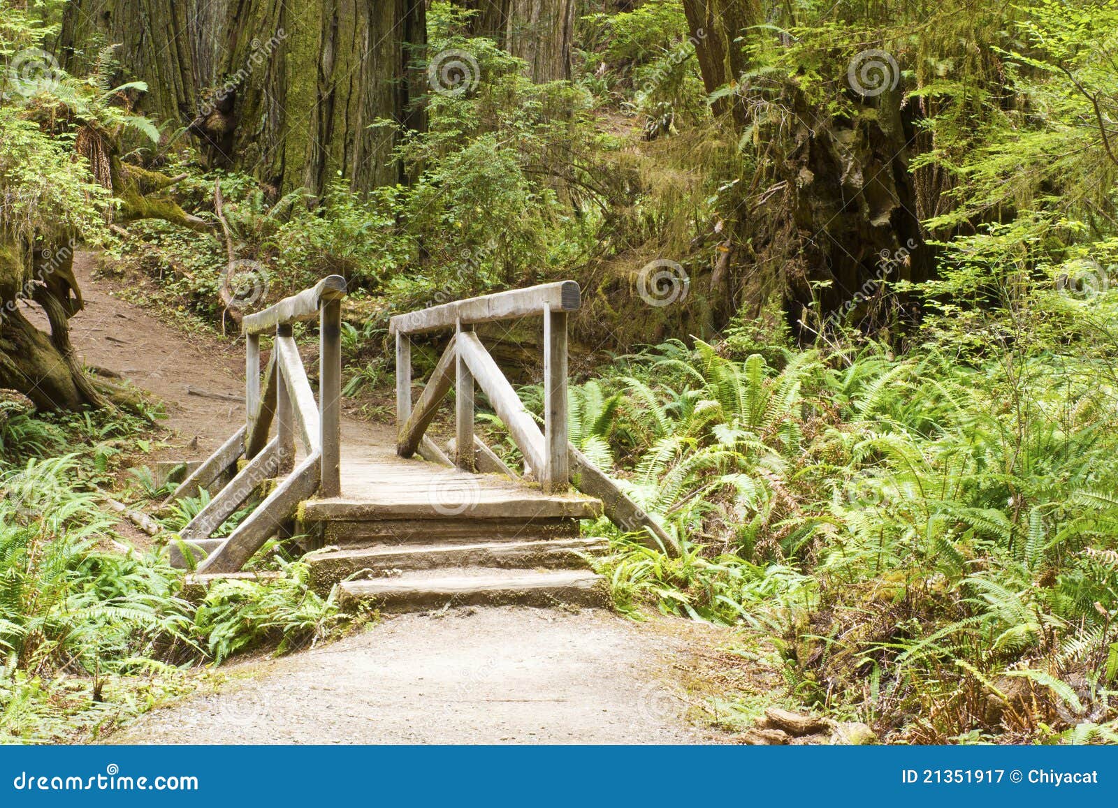 Bridge in the Redwoods stock image. Image of path, nature 21351917