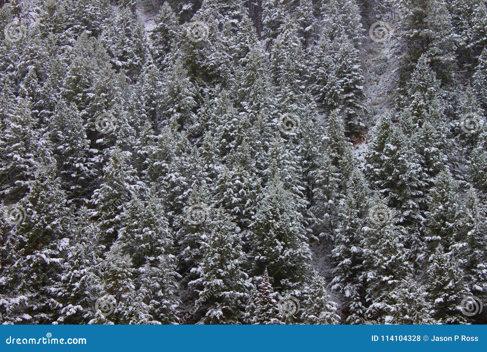 bridger teton national forest wyoming