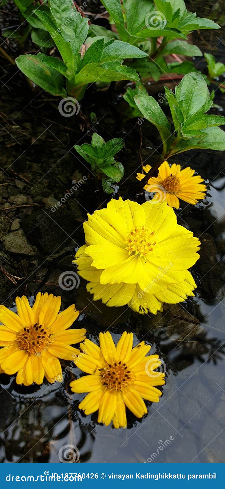 Bright ðŸŒž Yellow Flowers on Rain Water Stock Photo Image of water