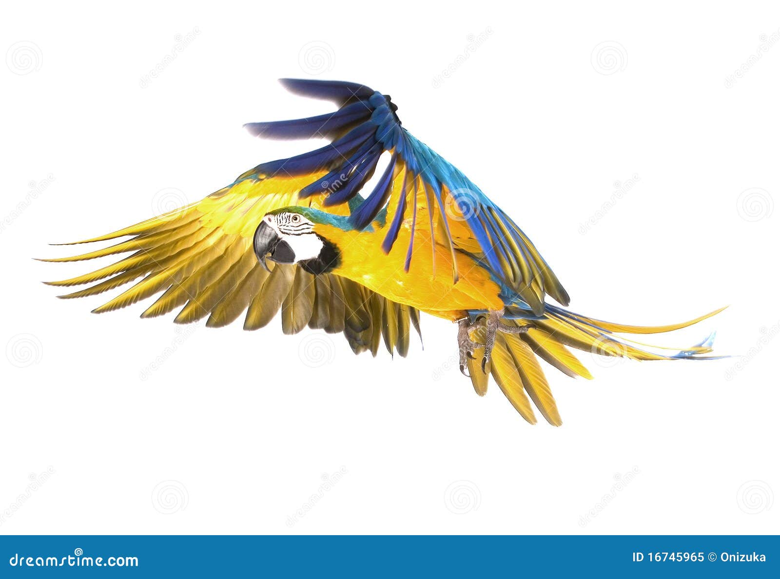 Macaw