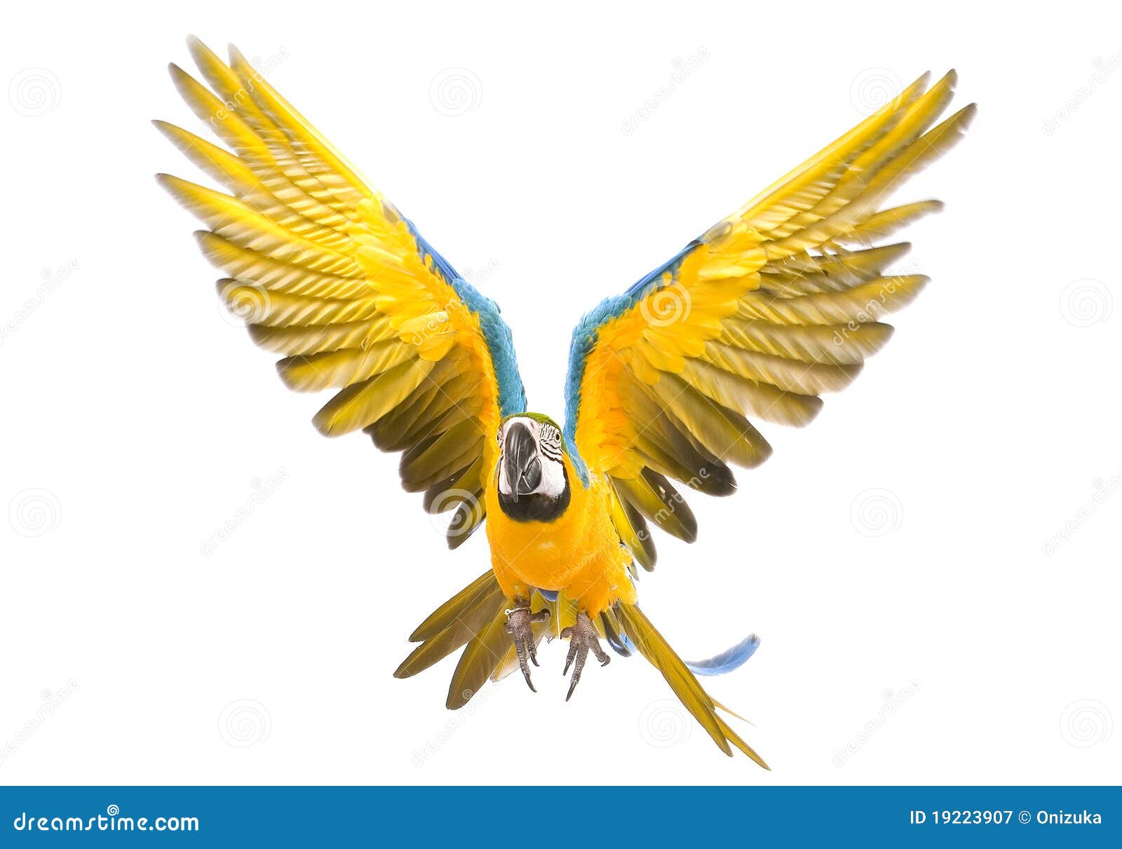 bright ara parrot flying