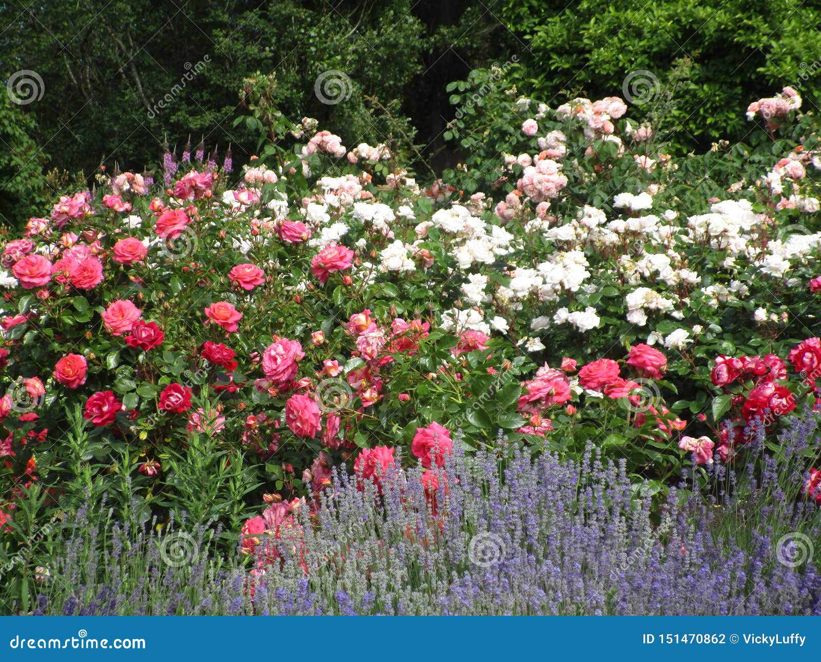 Bright Attractive Colorful Roses And Flowers Blooming In Early