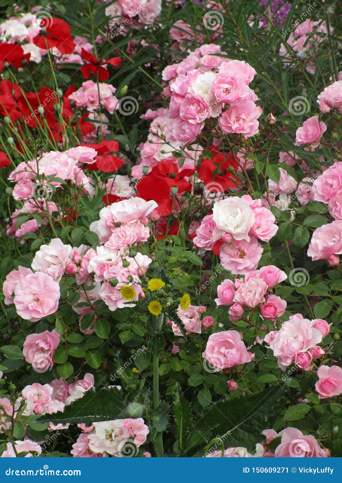 Bright Attractive Royal Bonica Dainty Pink Roses Blooming in Summer ...