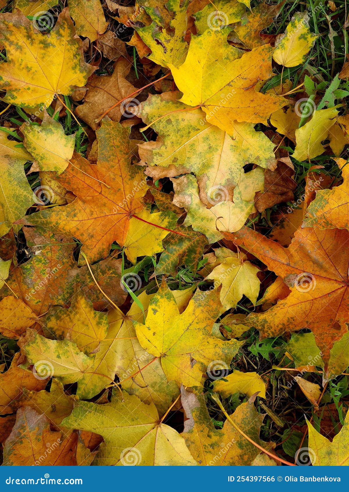 Bright Autumn Leaves Like Fire on the Ground Stock Photo Image of