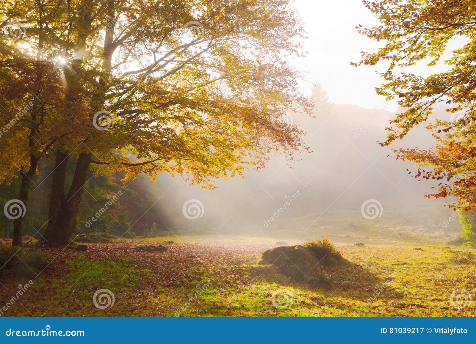 Bright autumn morning in the beech forest. The sun`s rays shine through the golden leaves of beeches in the foggy morning in a golden autumn.