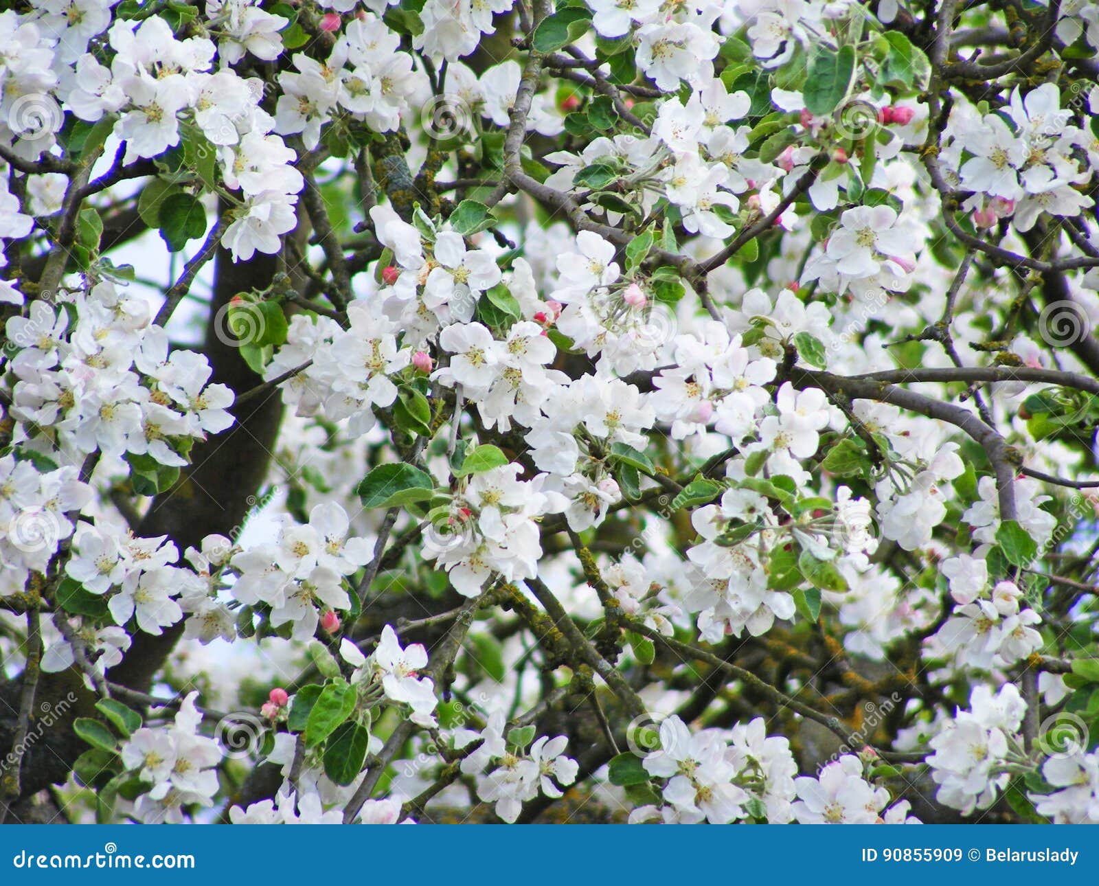 bright beautiful apple branches in florescence