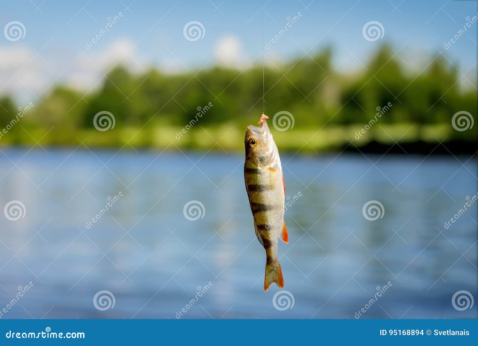 Bright Beautiful Caught Fish of Perch, Hanging on Hook with Bait