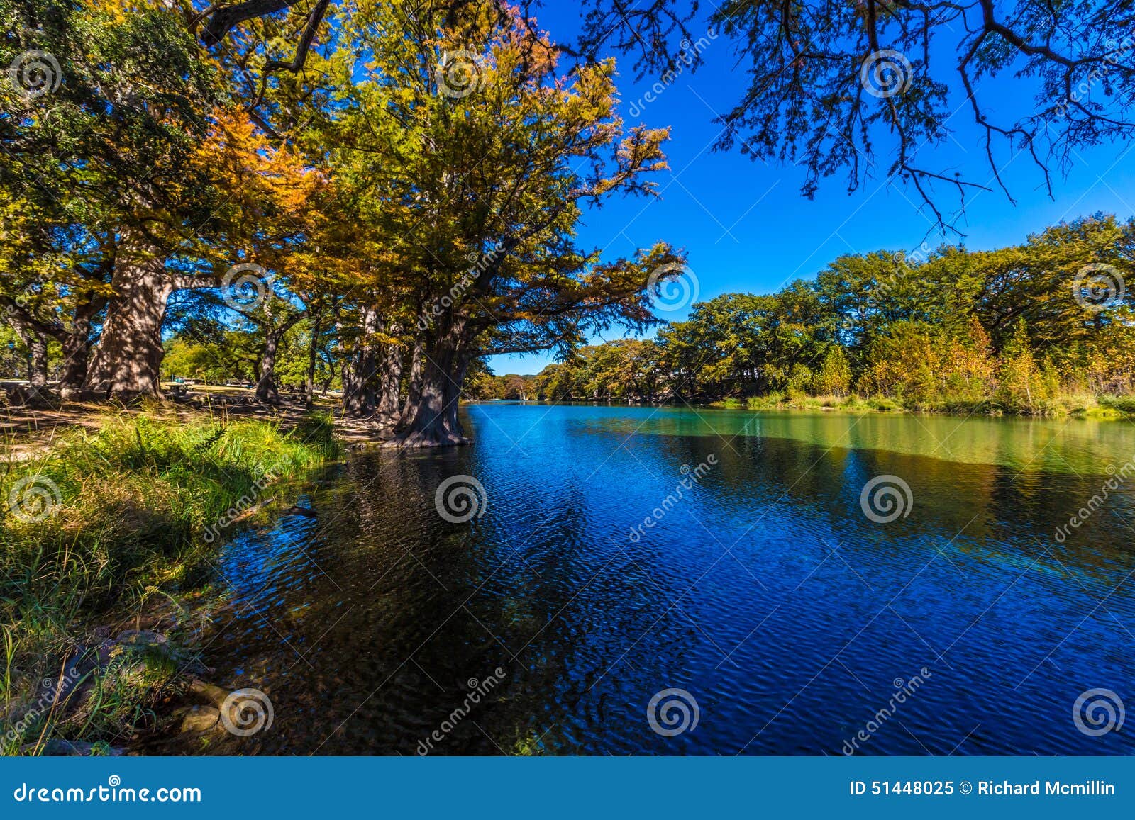 bright beautiful fall foliage on the crystal clear frio river.