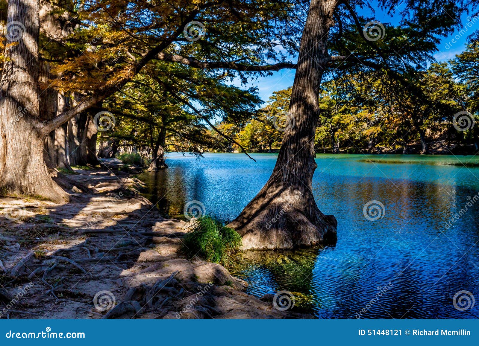 bright beautiful fall foliage on the crystal clear frio river.