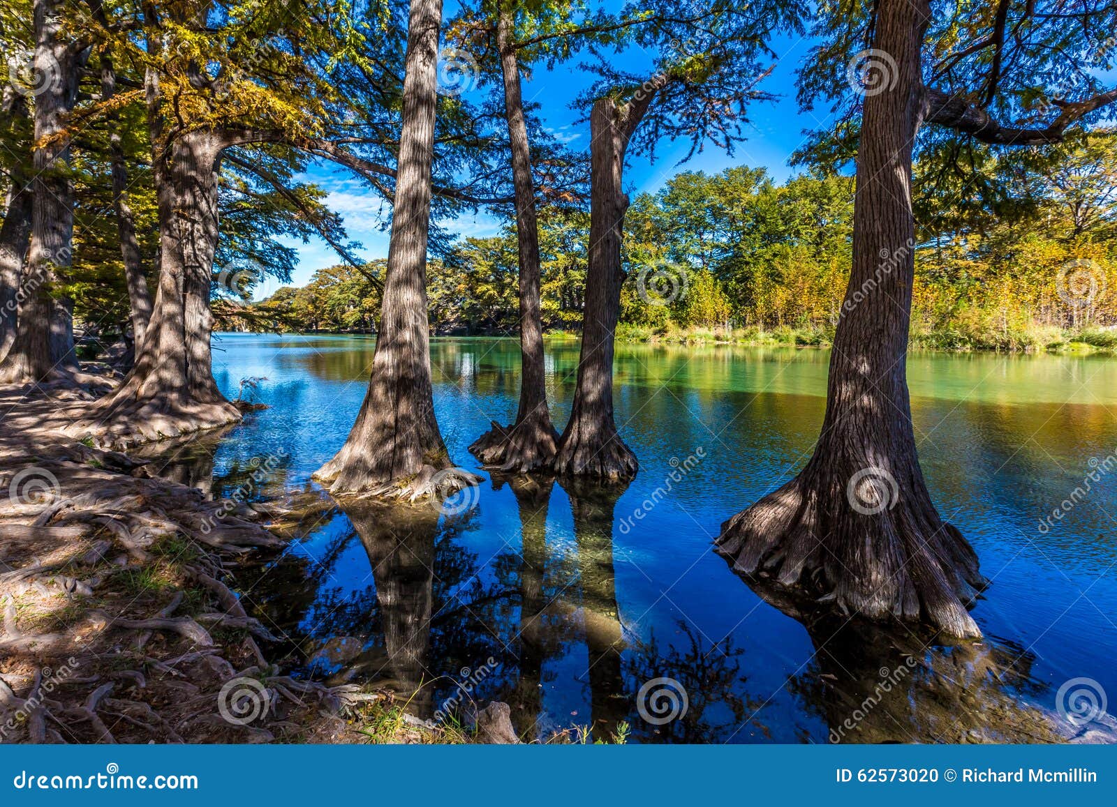 Bright Beautiful Fall Foliage On The Crystal Clear Frio River Texas