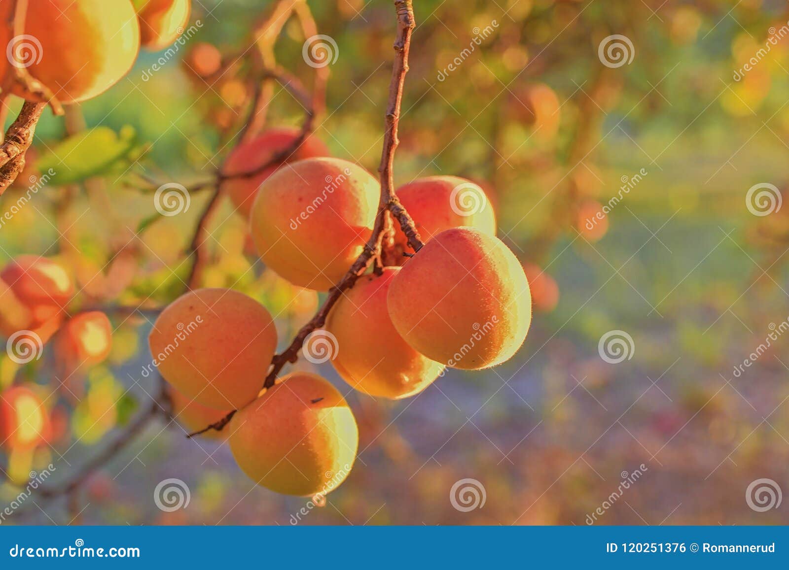 Bright Beautiful Juicy Ripe Orange Apricots. the Concept of the Summer ...