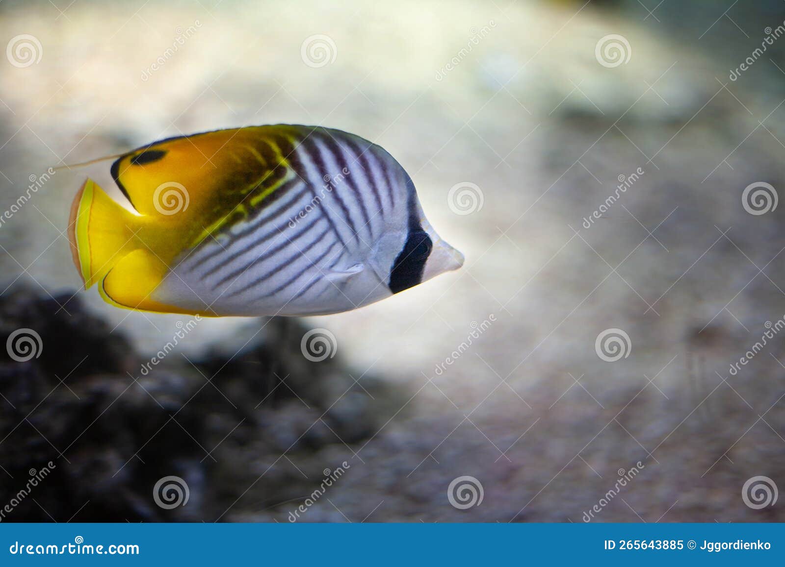 Bright Beautiful Ocean Fish in Blue Sea Water Stock Image - Image of