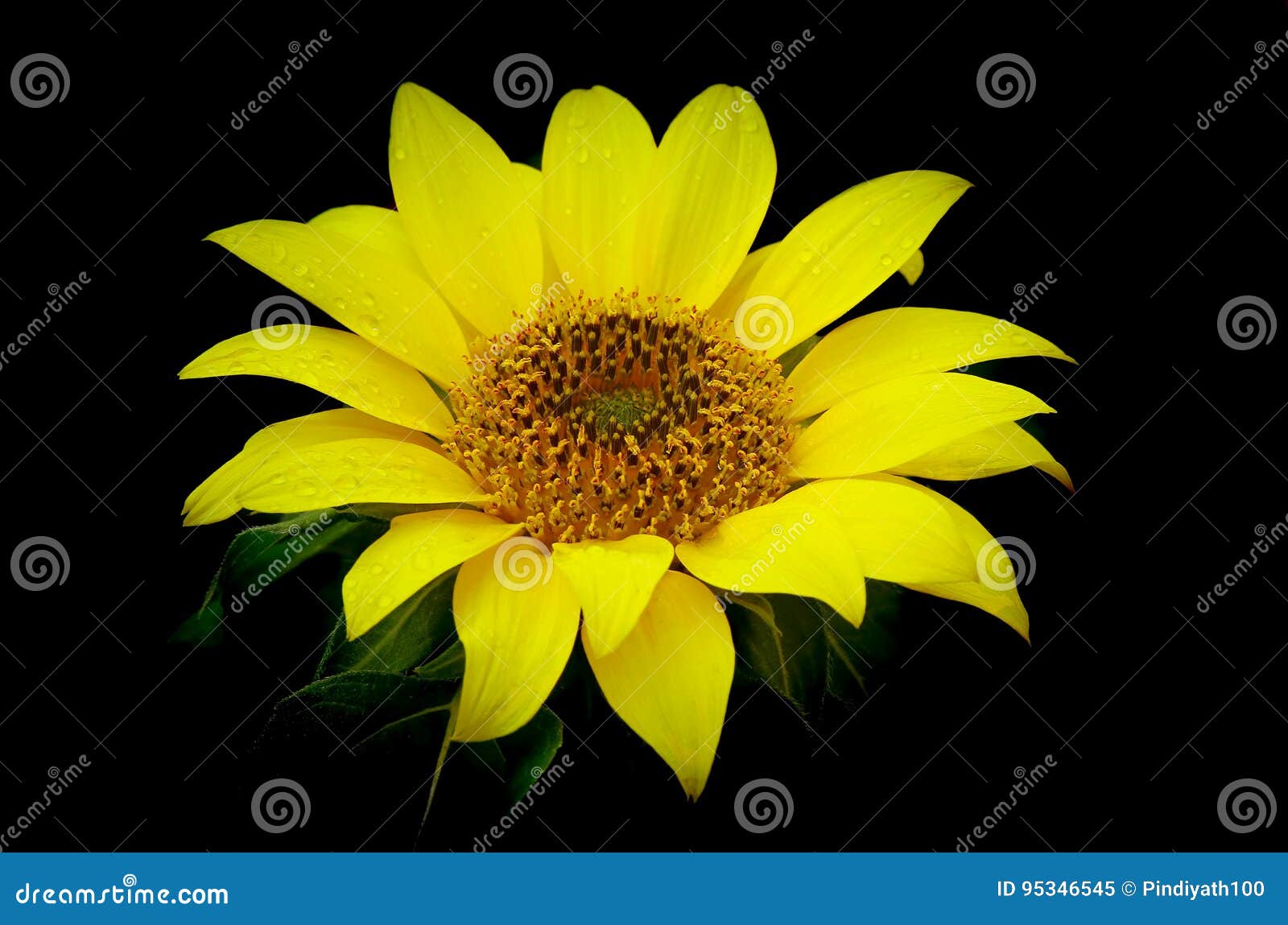 Bright and Beautiful Tropical Sunflower Stock Image Image of summer