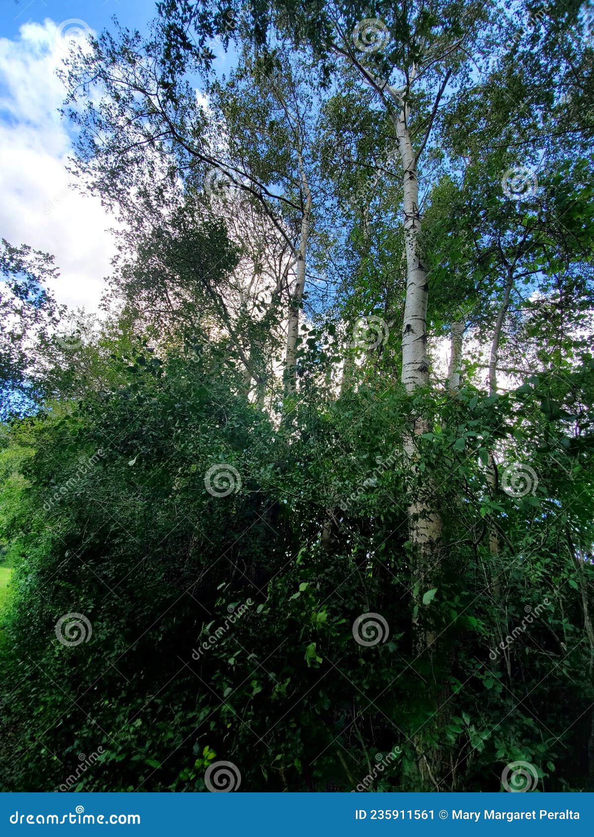 bright birches in east zorra township