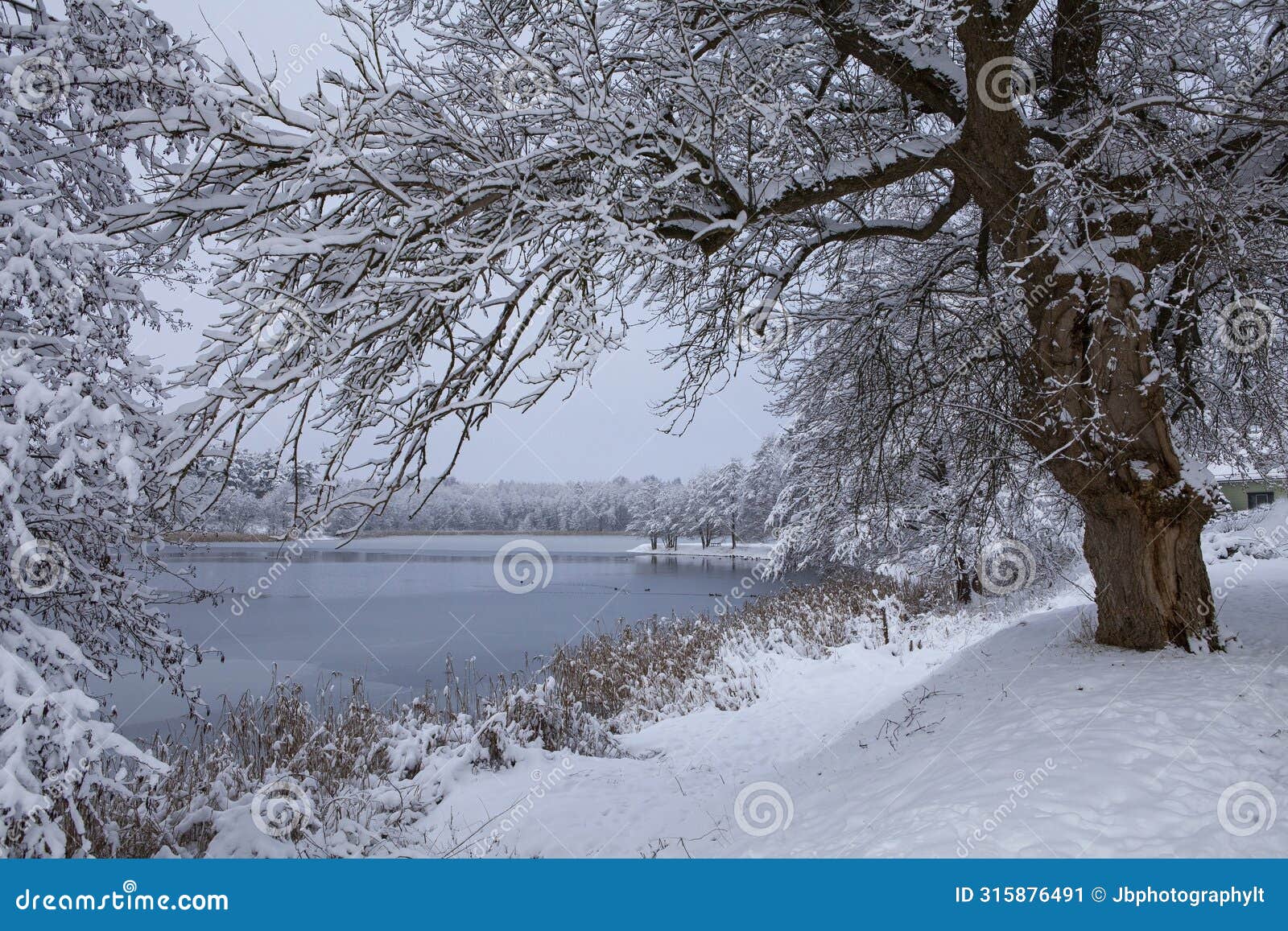view of the lake through the frost-covered tree branches... trakai, lithuania.