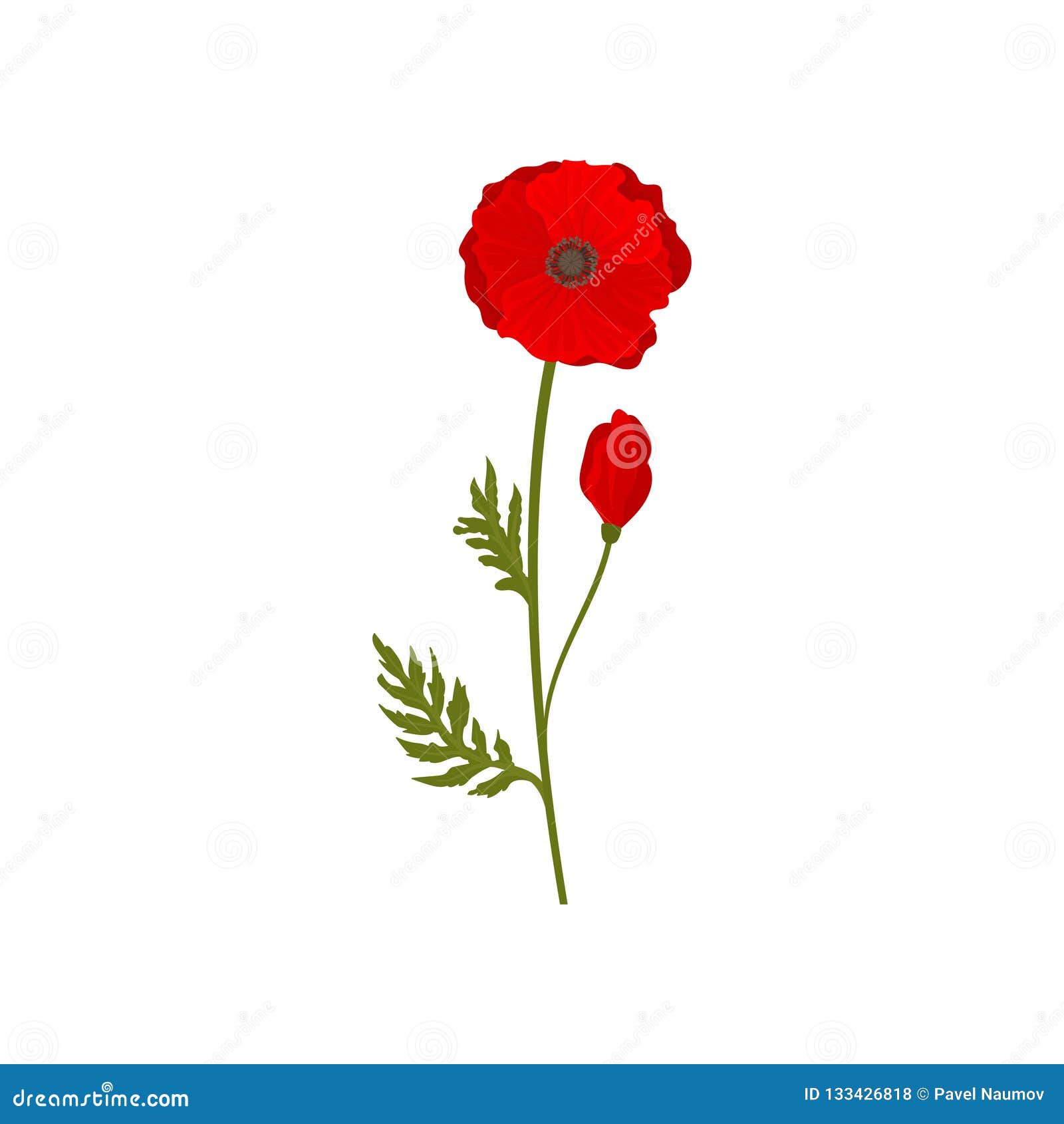 Bright Blooming Red Poppy Flowers with Stem and Leaves, Botanical ...