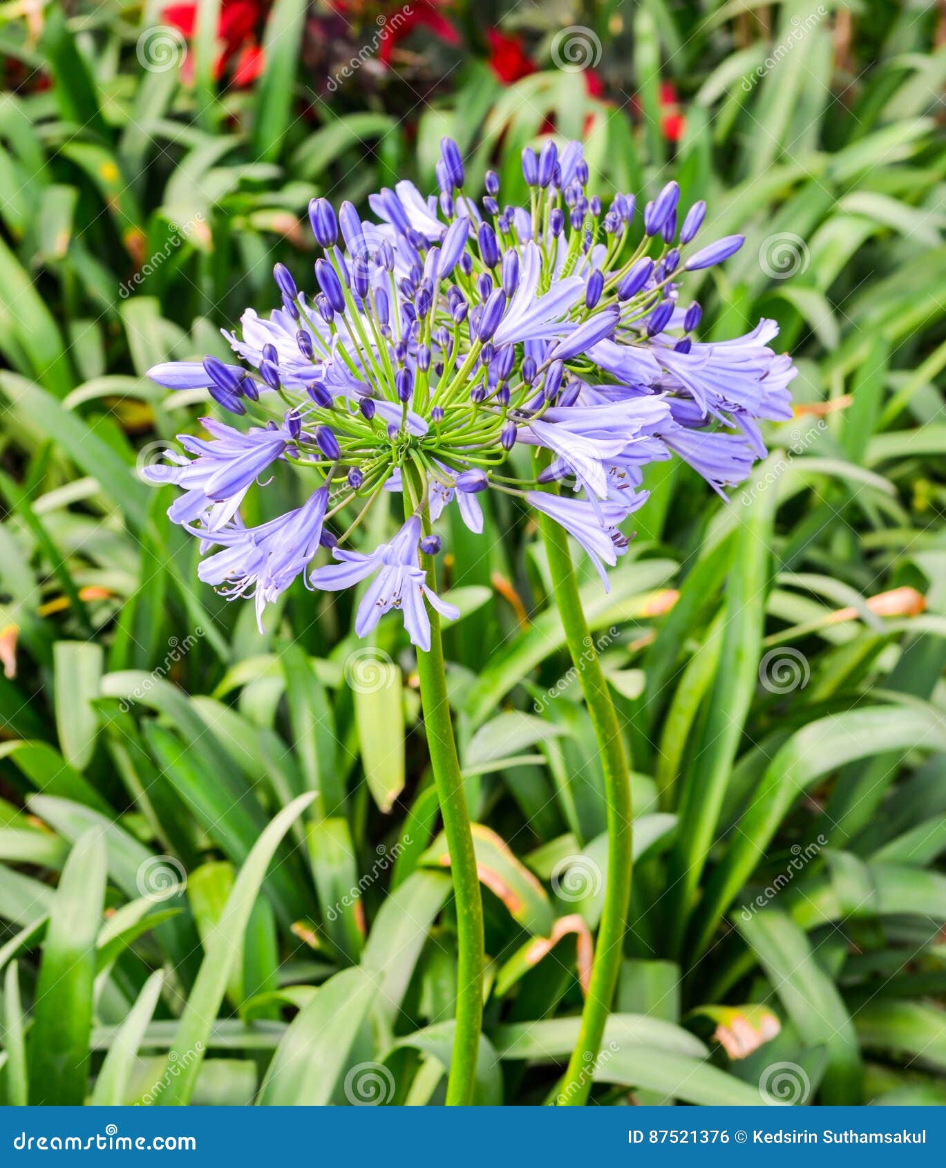 55,654 Blue Lily Stock Photos - Free & Royalty-Free Stock Photos from  Dreamstime