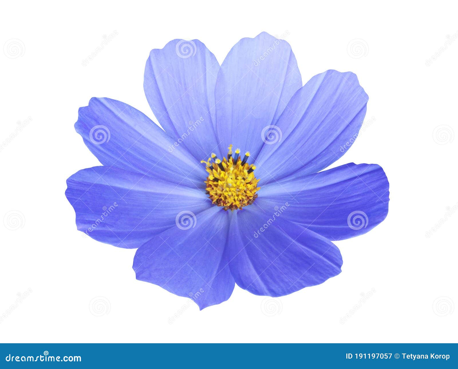 Bright Blue Chamomile Flower Isolated Stock Image Image of purple