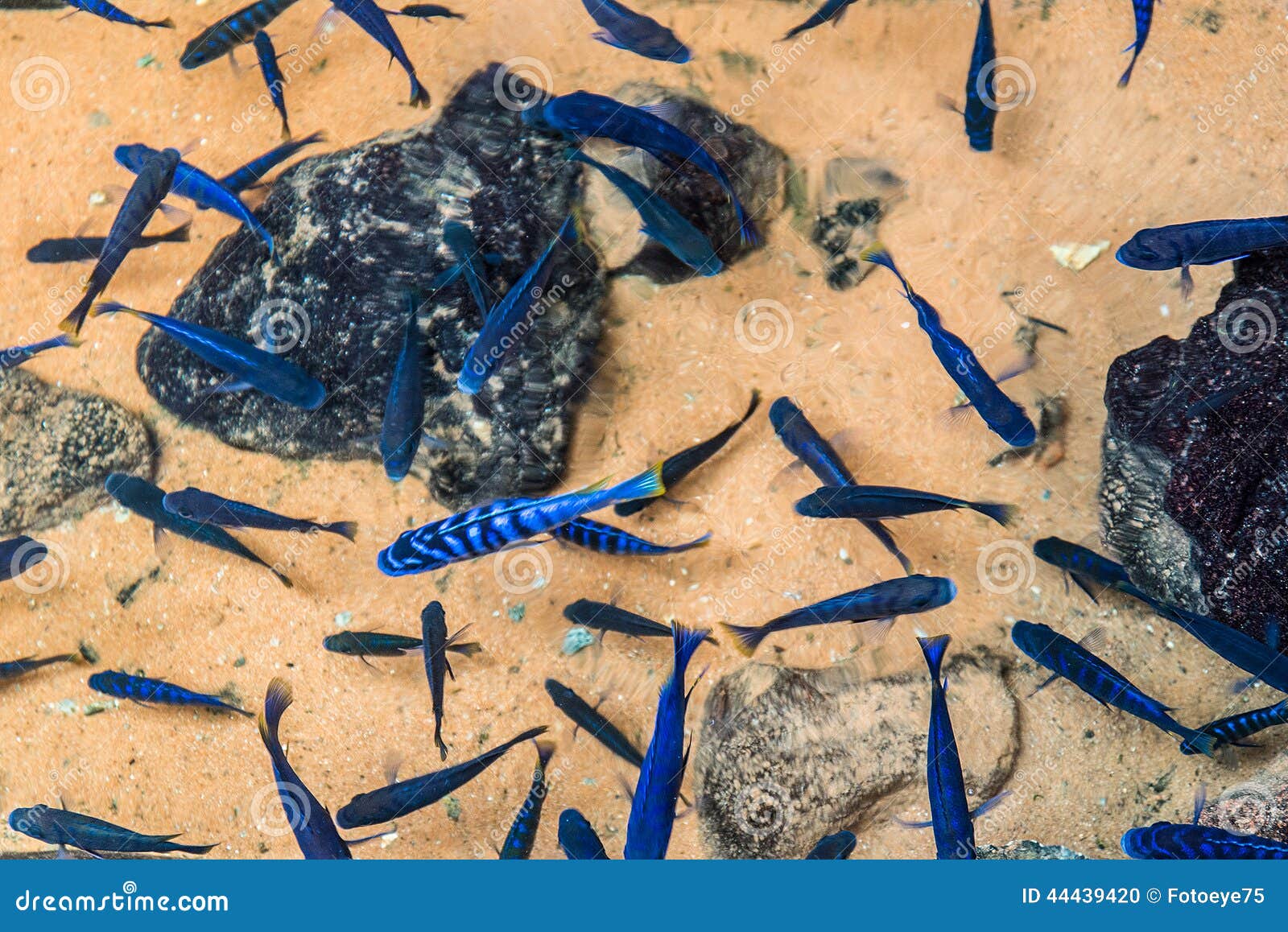 Bright blue fish stock photo. Image of fish, water, outdoors - 44439420