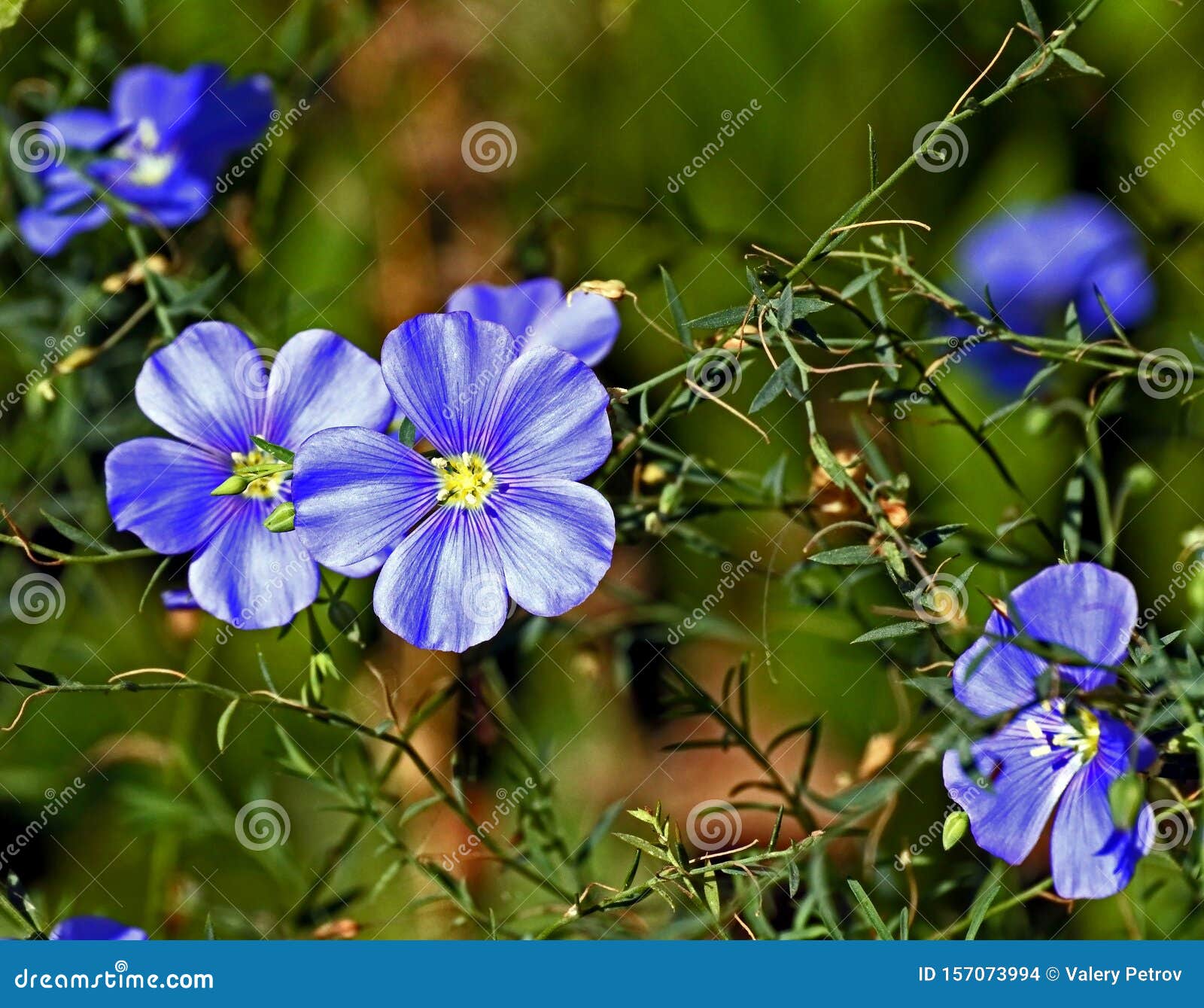 bright blue flowers of the flax, with the latin name linum perenne