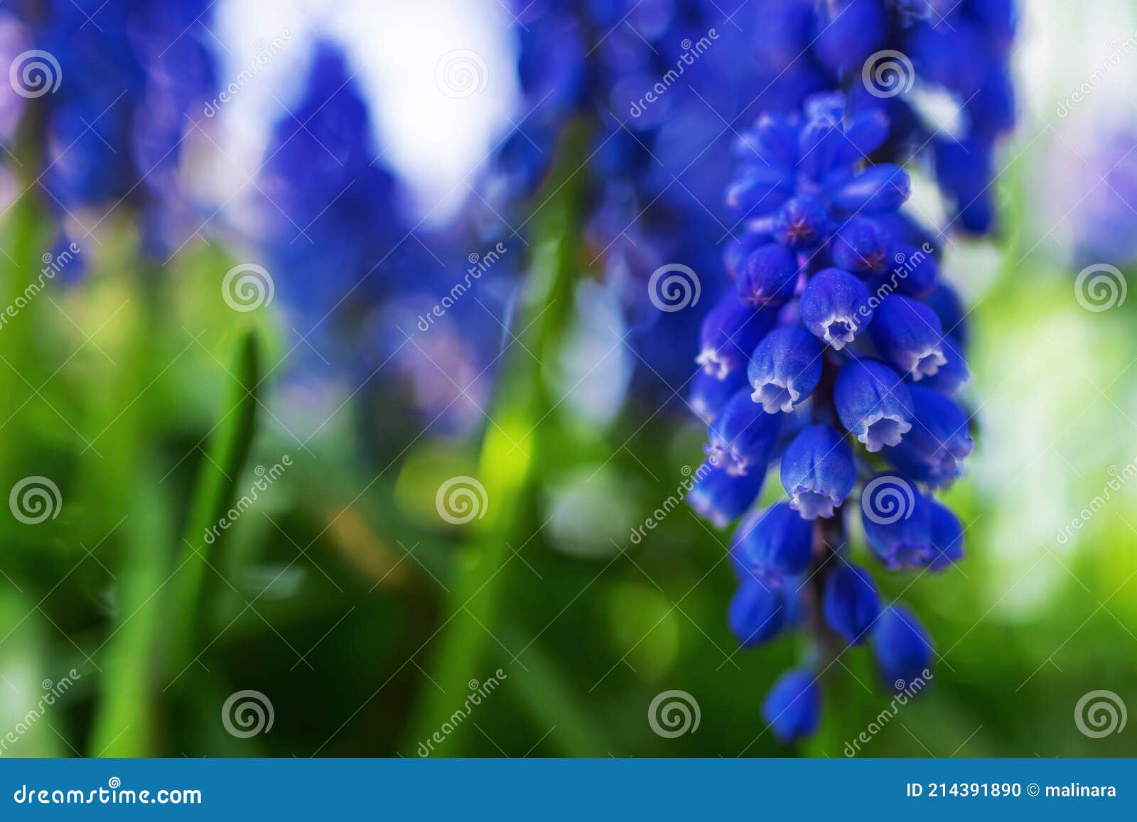 bright blue grape hyacinth on the left side of the frame and copy space on the right. blurred flowers on the background.