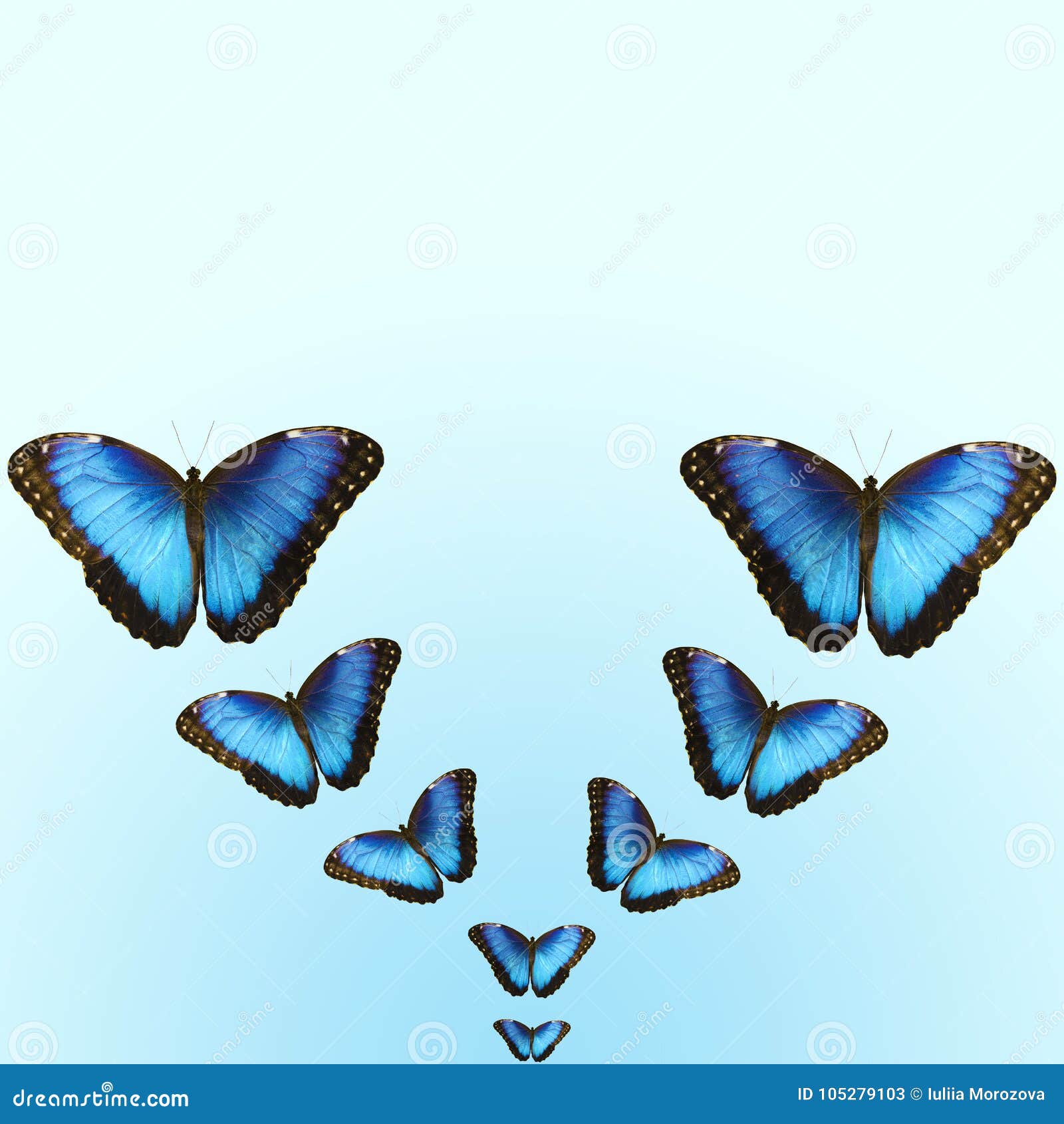 bright blue morpho butterflies on blue background with copy space