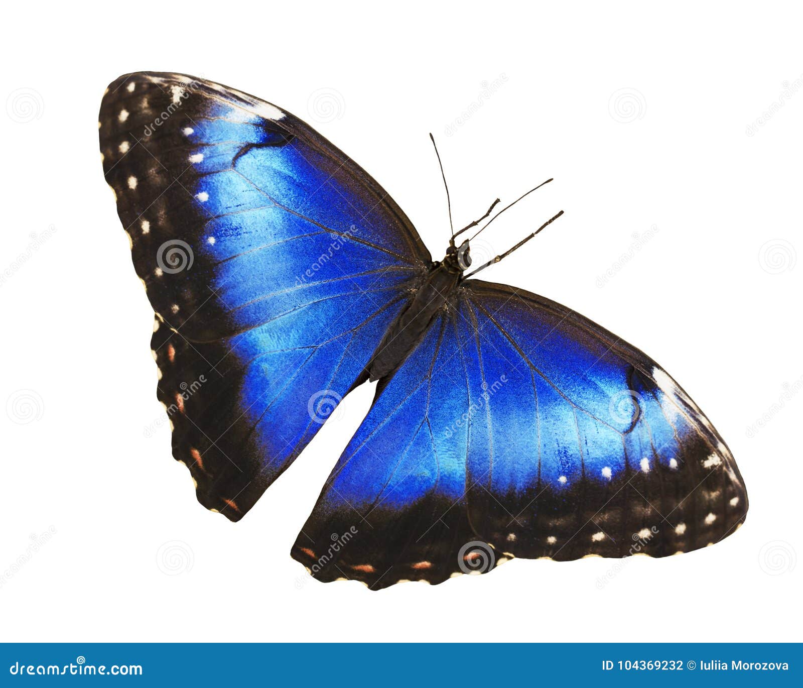 bright blue morpho butterfly  on white background with spread wings