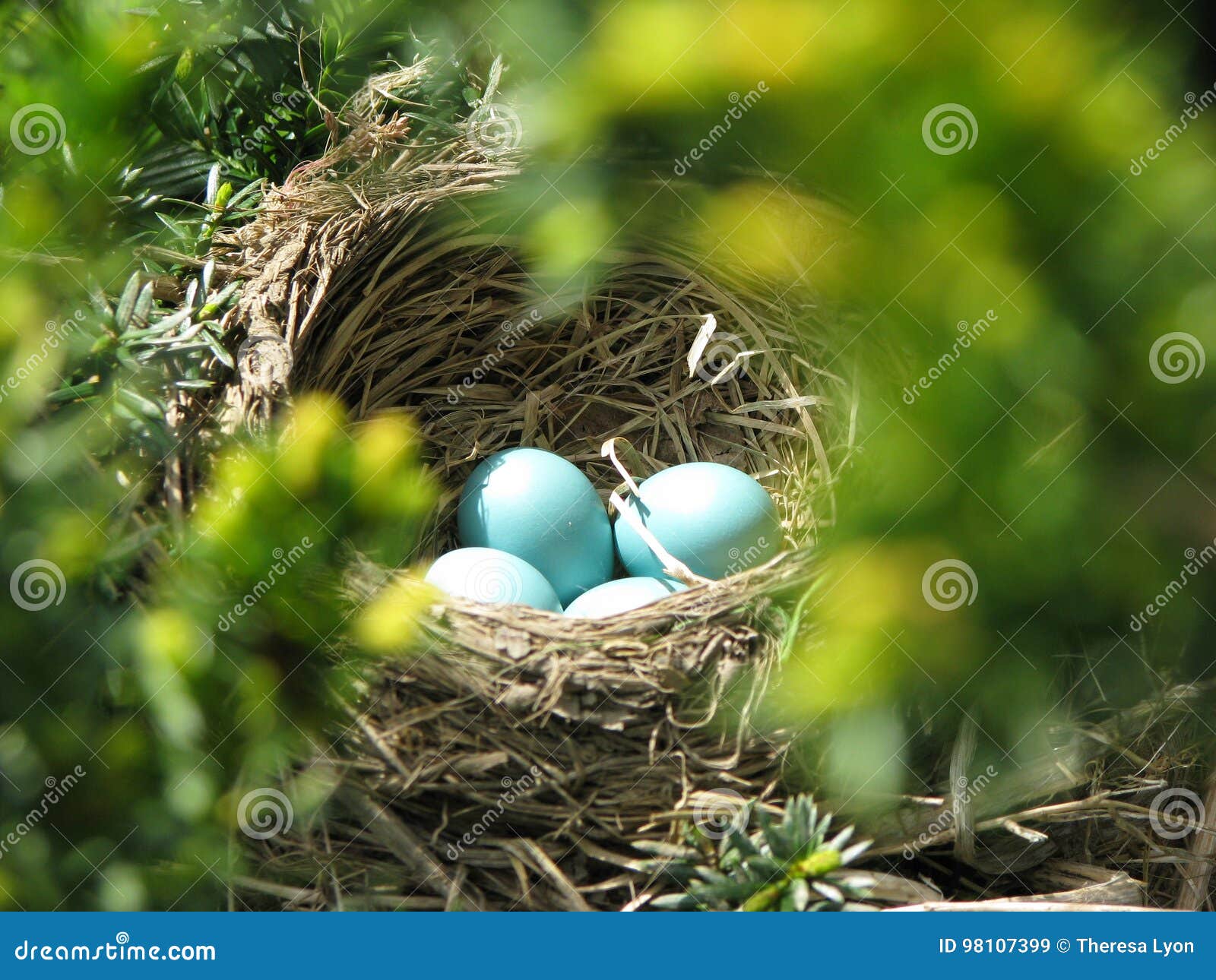 Bright Blue Robin Eggs in a Hidden Nest Stock Image Image of nature