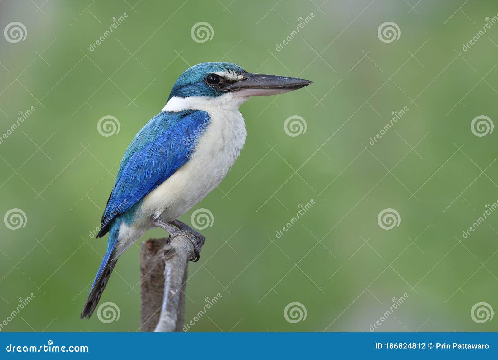 Bright Blue and Turquoise with White Belly Feathers Bird Sleepy ...