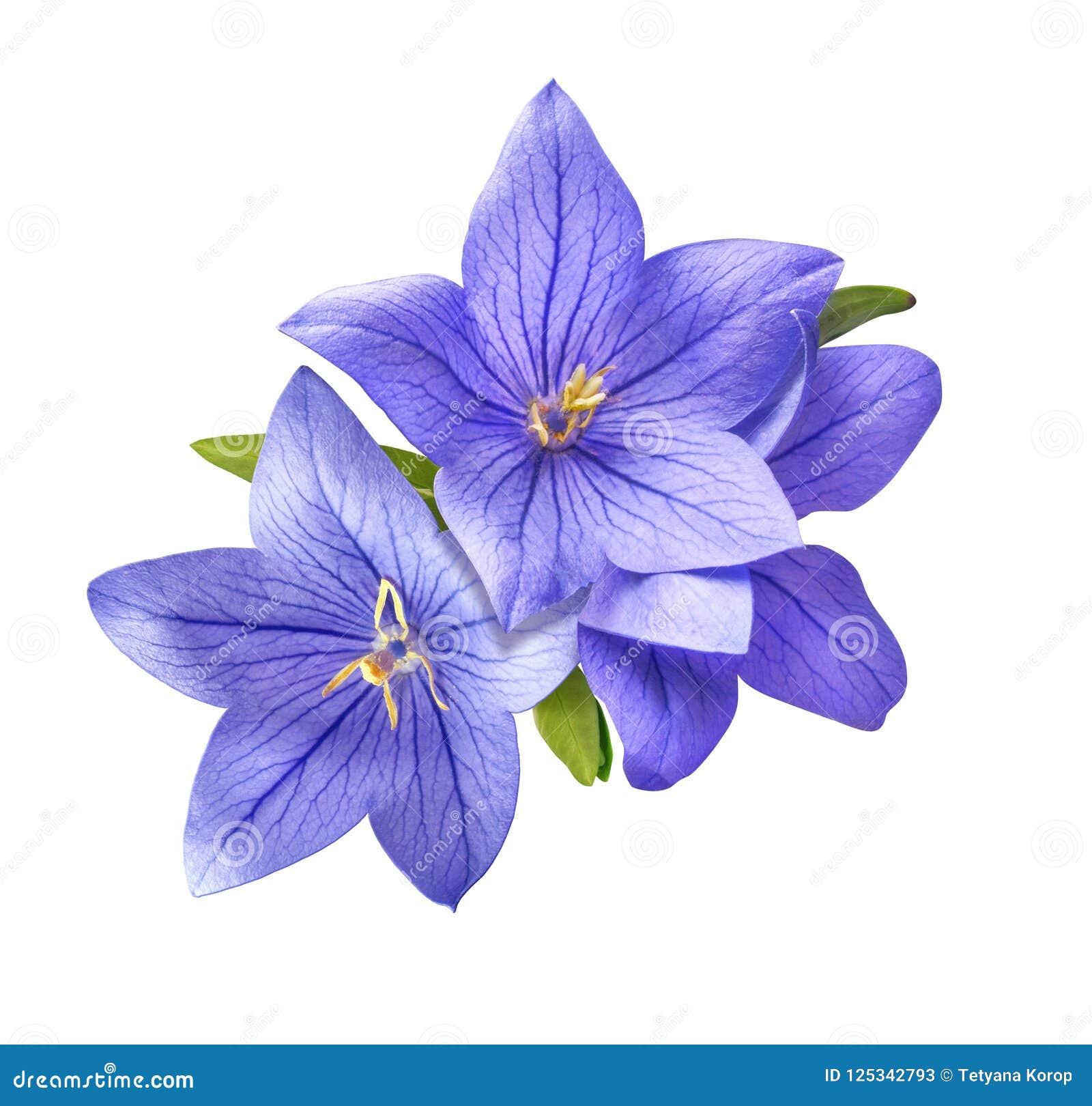 bright bluebell flowers bouquet  on white background