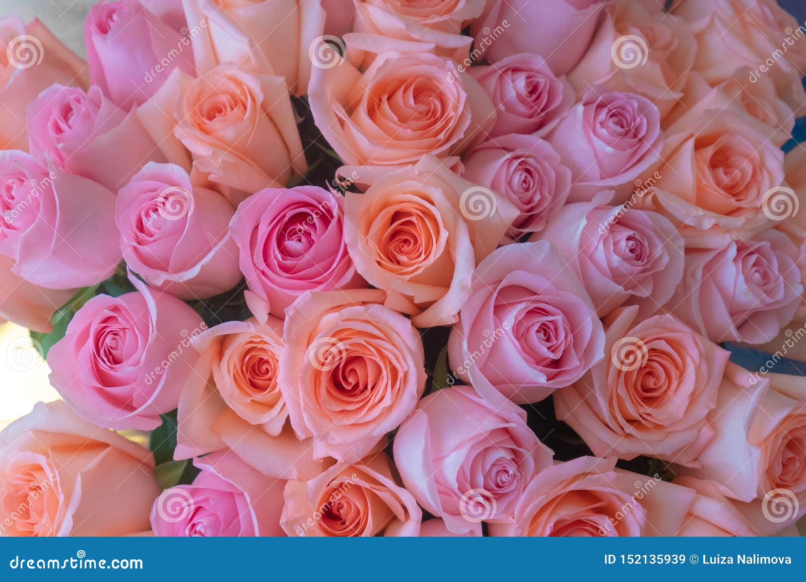 Download Big Rose Bouquet Happy Birthday Flower Wallpaper