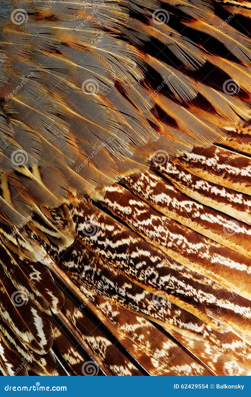 Bright Brown Feather Group of Some Bird Stock Photo Image of impressive, elegance 62429554
