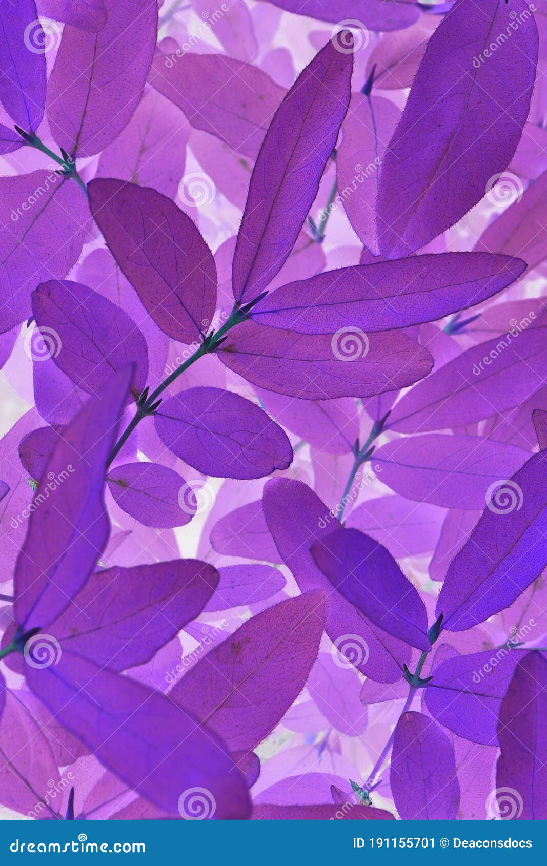 Bright, Catchy, Acidic Purple Floral Background. Foliage Close-up Stock ...