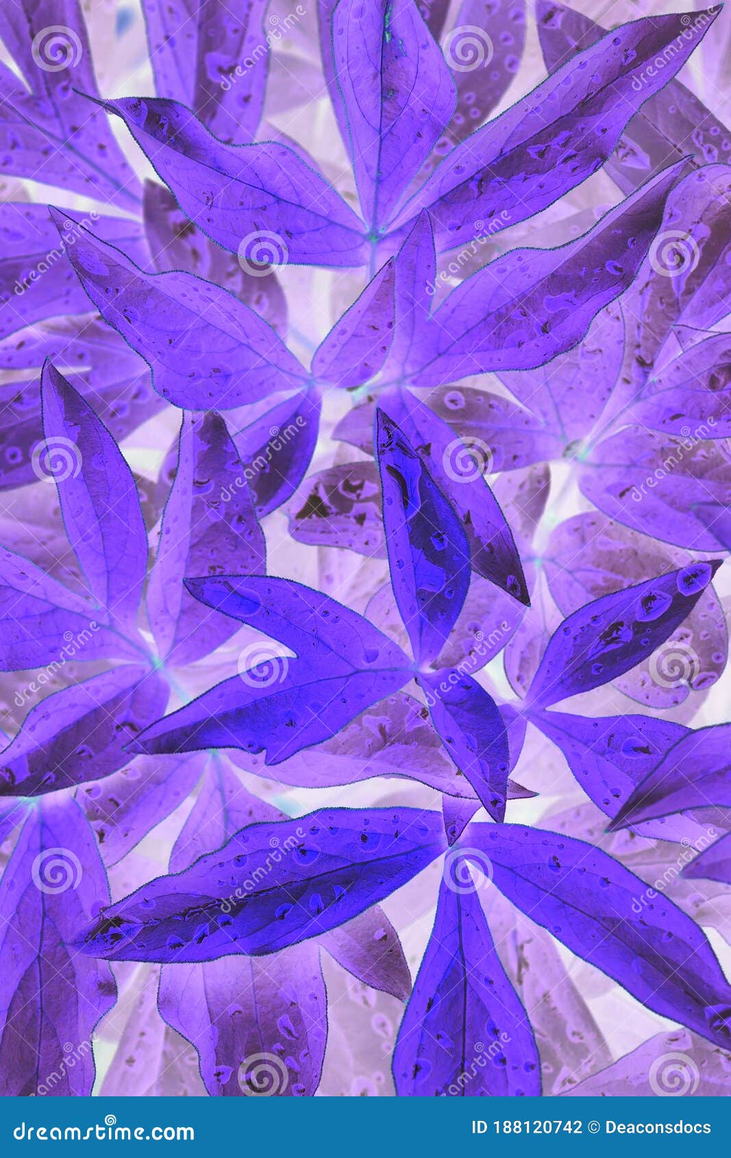 Bright and Catchy Purple Floral Background. Peony Foliage Close-up ...