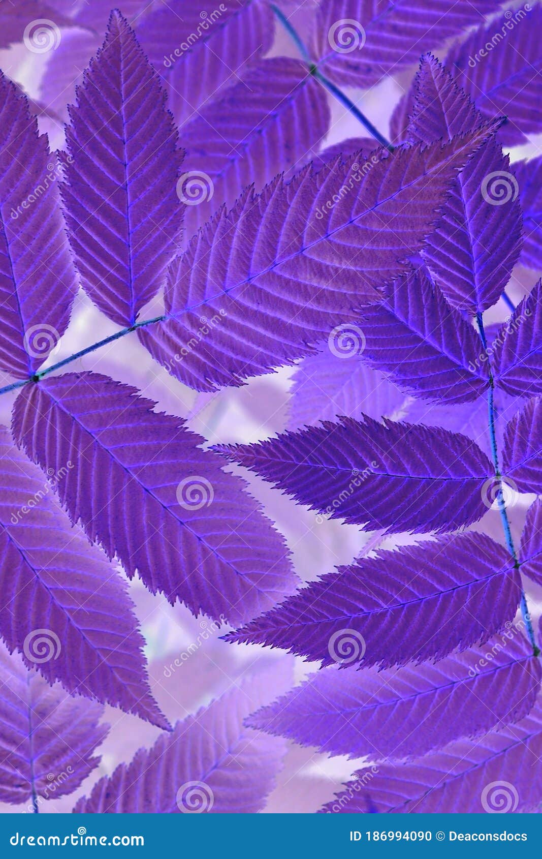 Bright and Catchy Purple Floral Plant Background. Foliage of ...