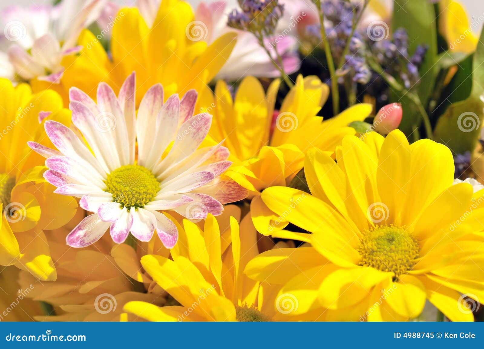bright cheerful spring flowers