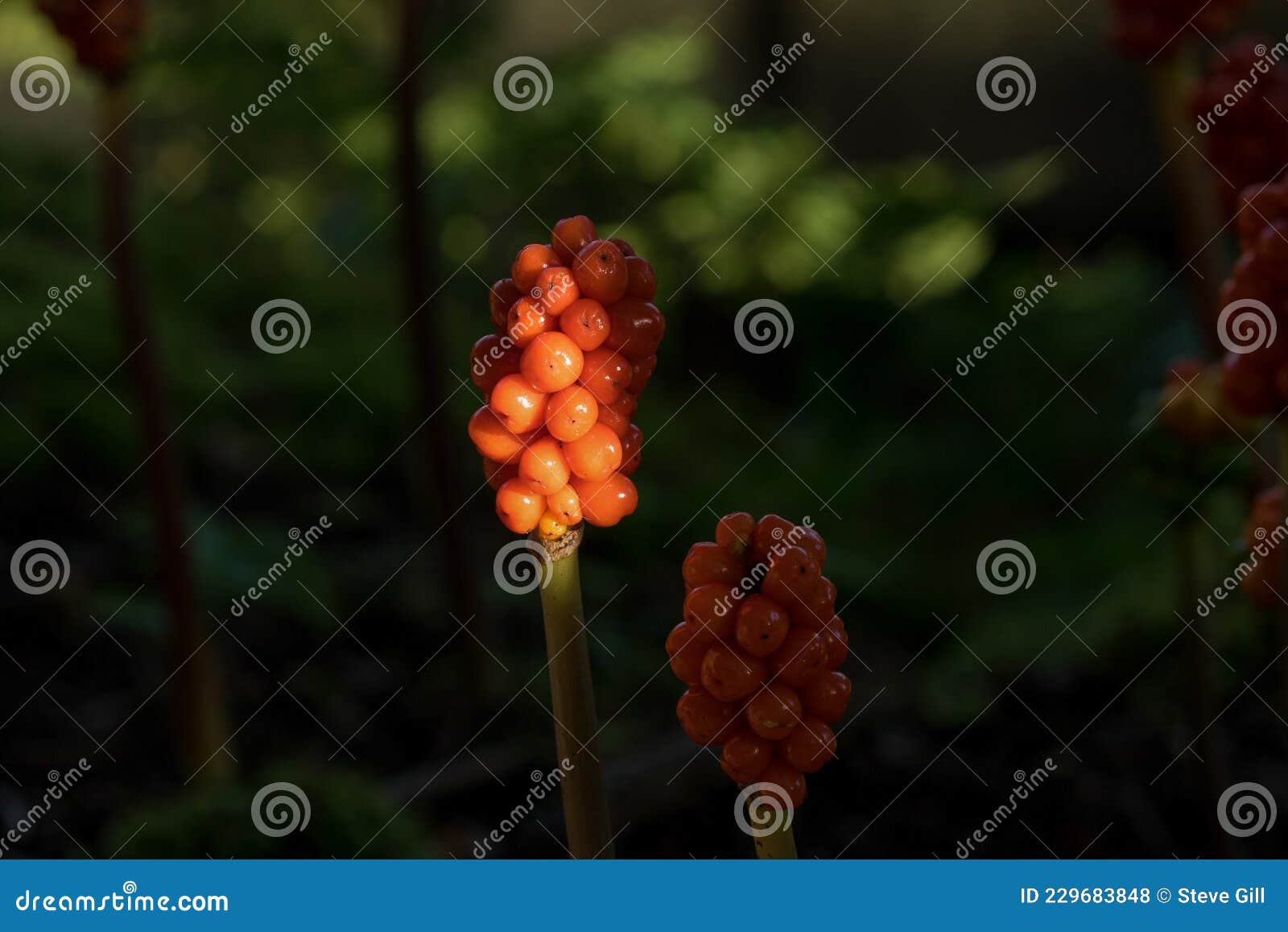 an orange cluster of italian arum berries.