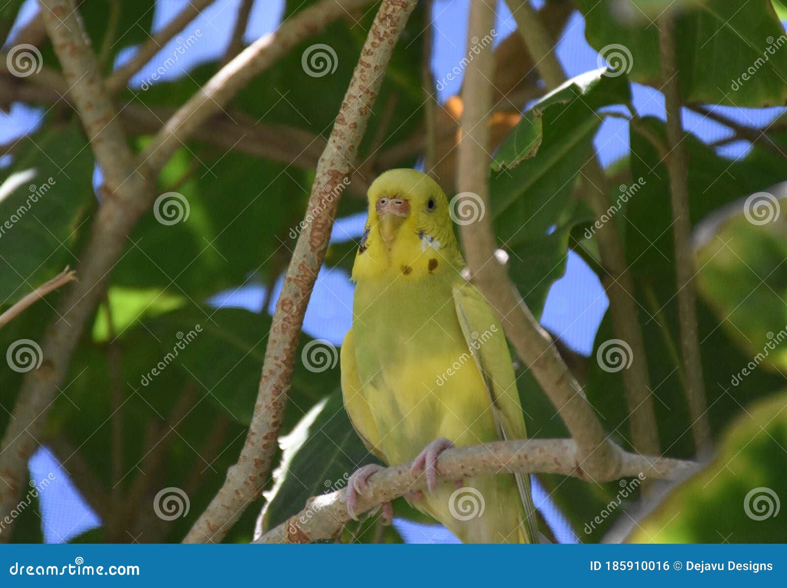 Bright Colored Yellow Parakeet Perched in a Tree Stock Photo Image of