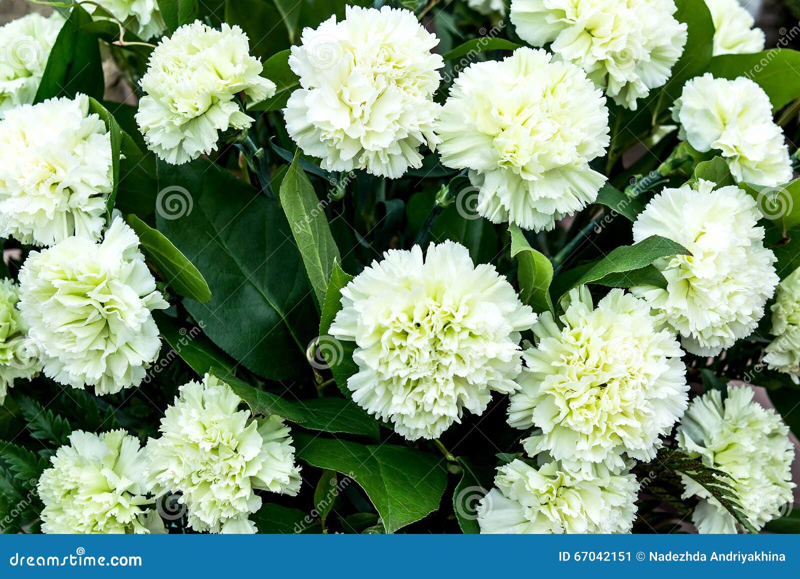 Bright Colorful Background with Pale Green Carnations Stock Image