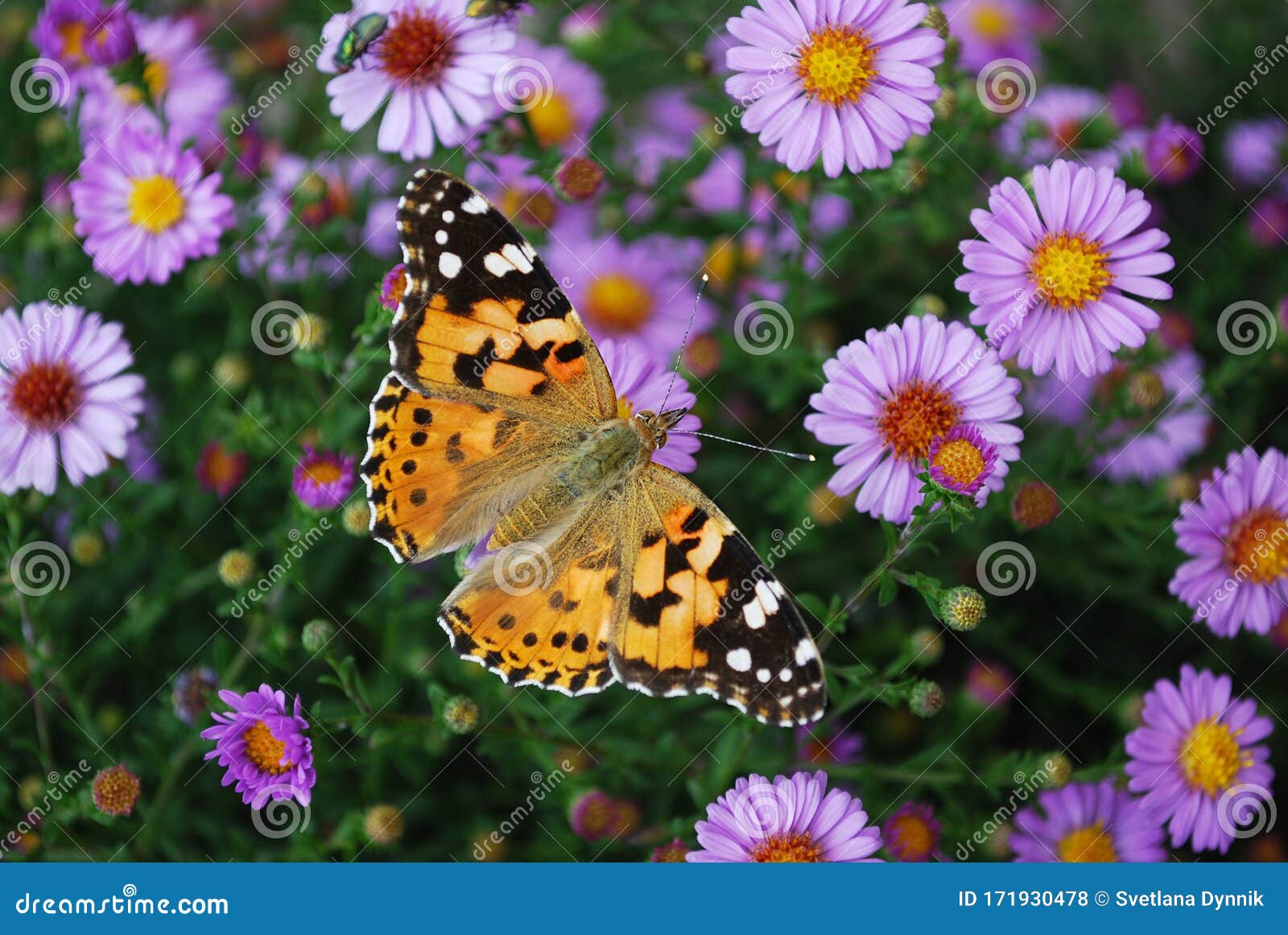 Bright Colorful Butterflies Sit on Lilac Aster Flowers Stock Photo ...