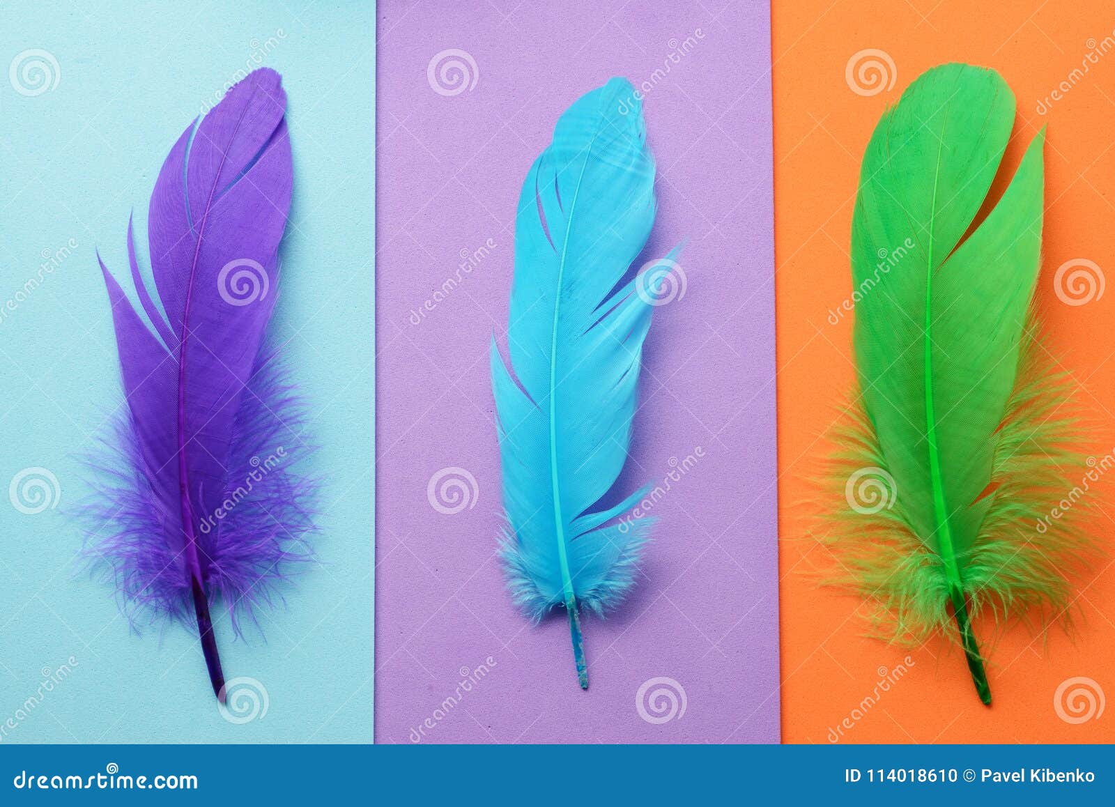 Peacock feather HD wallpapers  Pxfuel