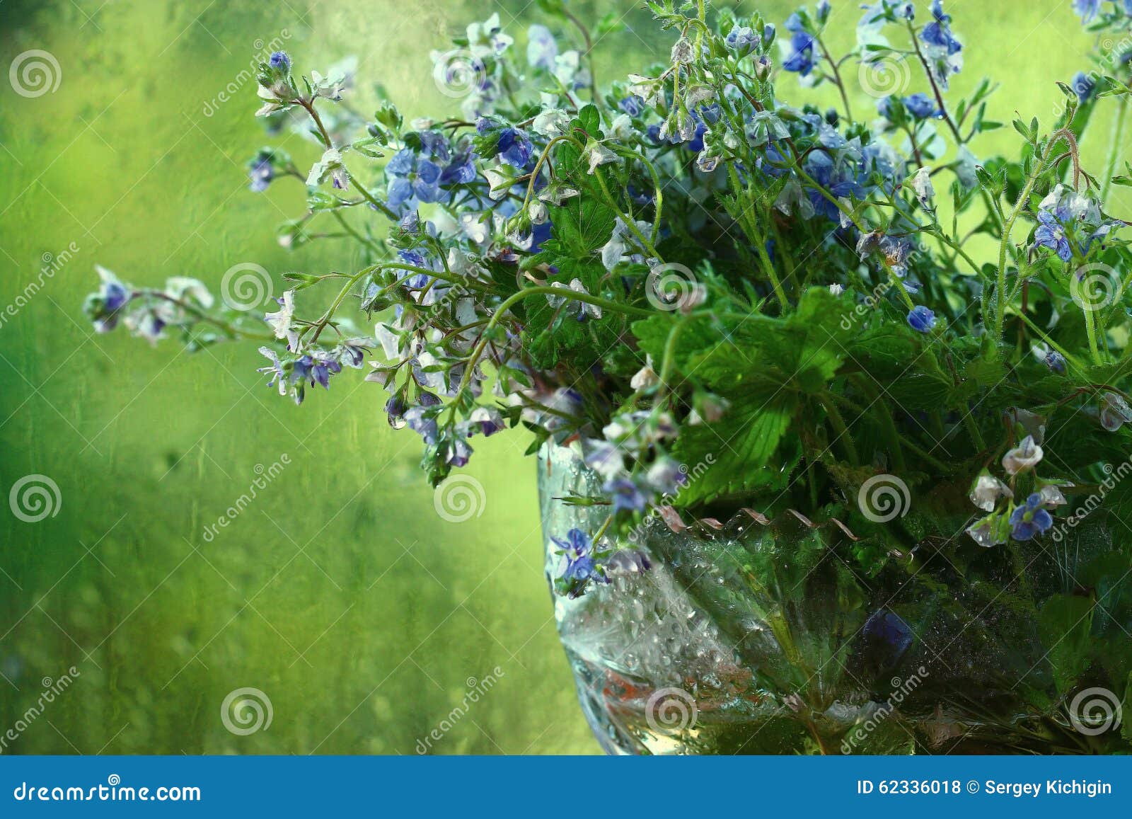 Bright colorful flowers stock photo. Image of plant, colored - 62336018