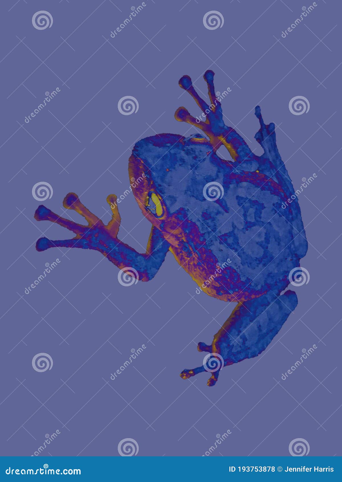 Bright Colorful Tree Frog Vector on a Solid Background Stock Photo