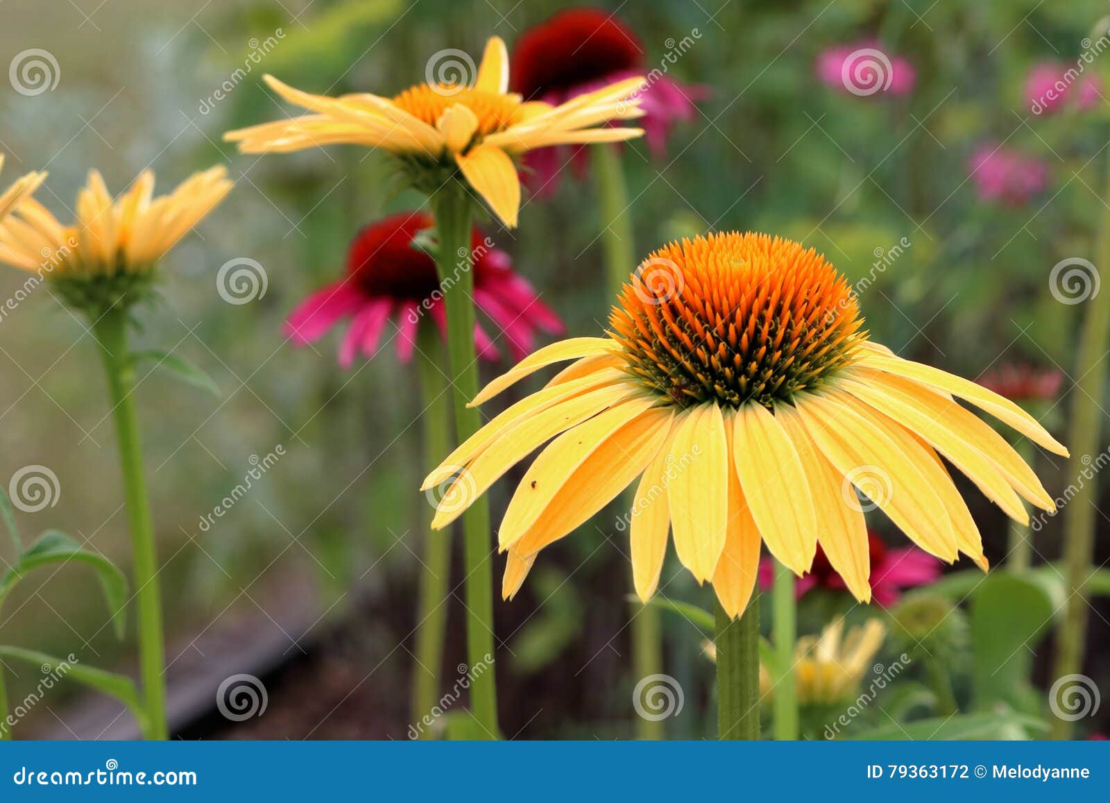 Bright Cone Flowers stock photo. Image of petals, cheerful 79363172