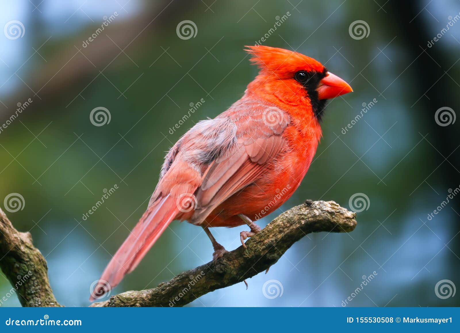 Bright Crimson Red Common Or Northern Cardinal Male In Side View